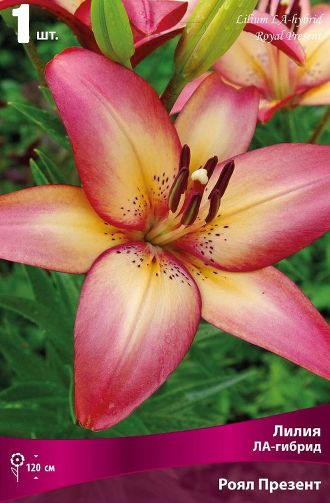 Изображение товара Луковица лилии ЛА-гибрид Ройал Презент Посадочный материал для сада