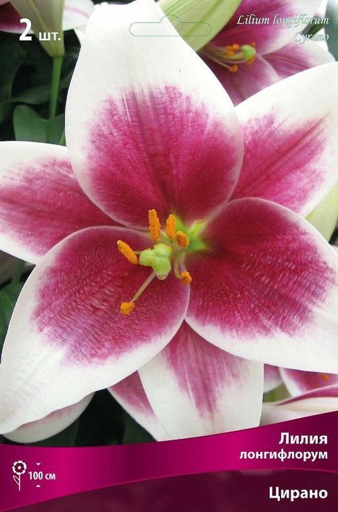 Изображение товара Луковицы Лилии ПОИСК Цирано