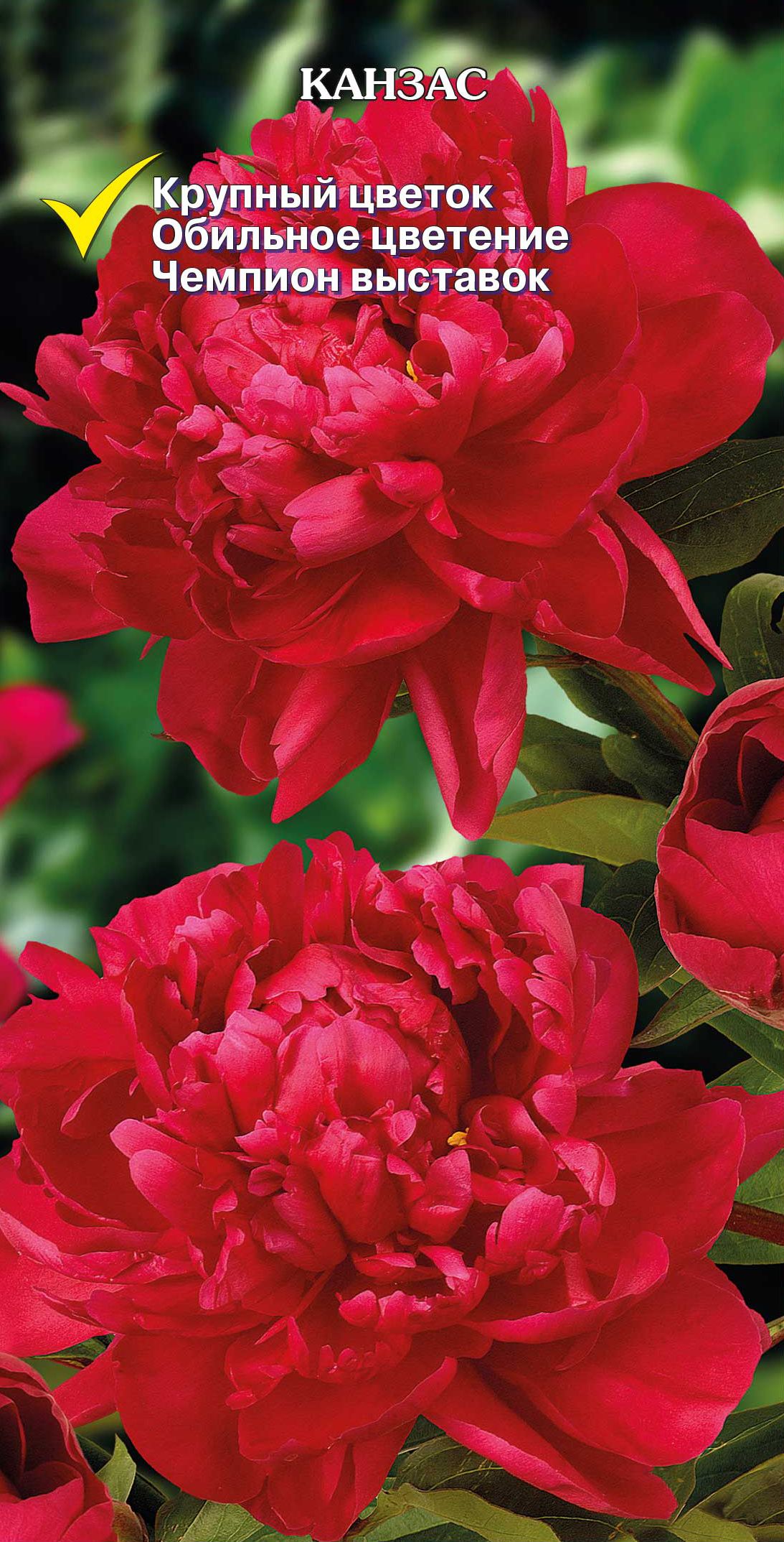 Изображение товара Корневище Пиона травянистого ПОИСК Канзас