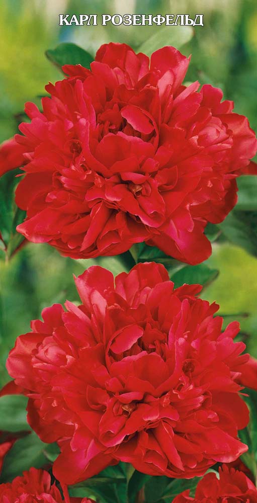 Изображение товара Саженец пион молочноцветковый Карл Розенфельд высота 95 см крупные цветки