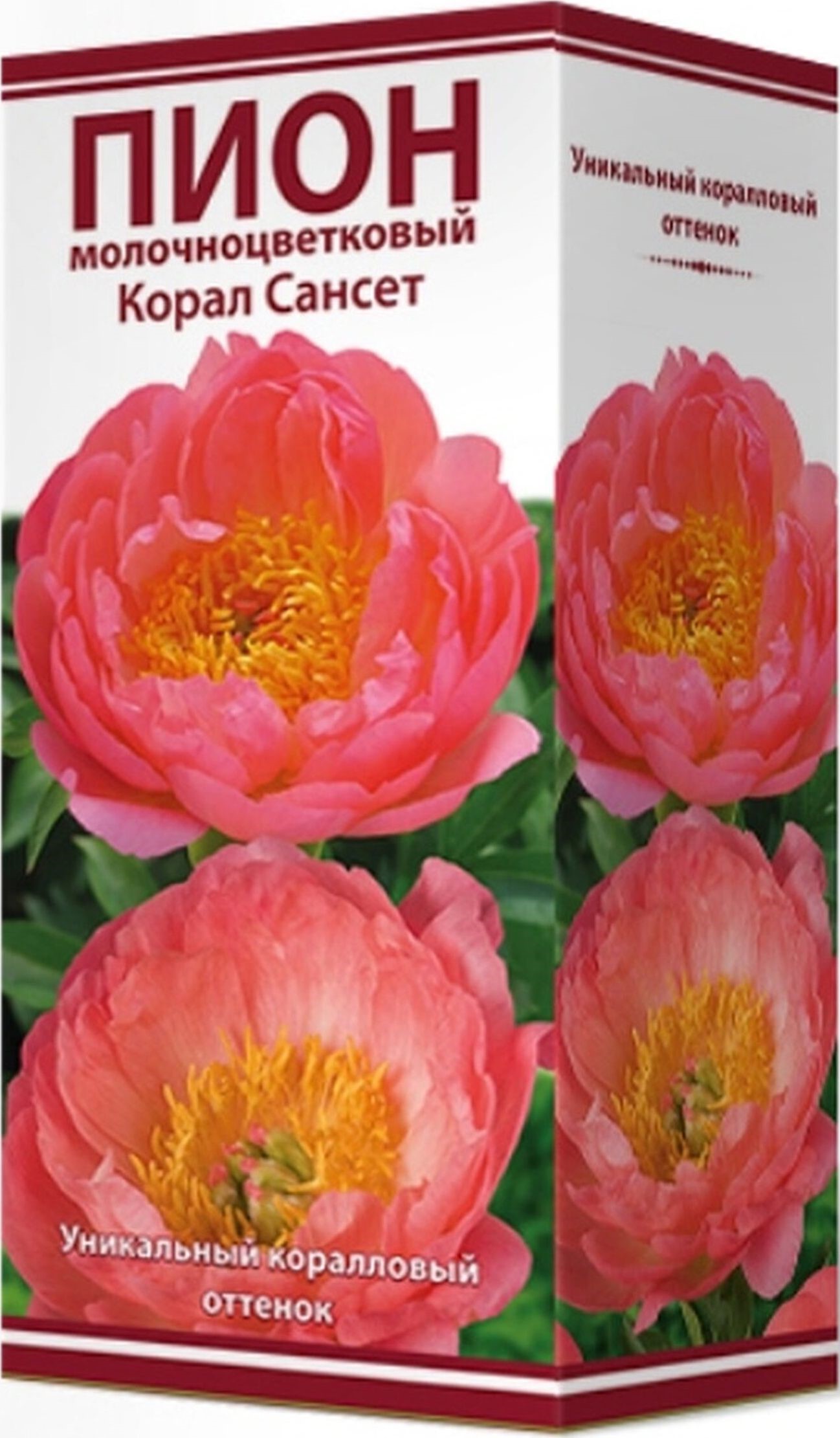 Изображение товара Луковицы пиона травянистого ПОИСК Корал Сансет 1 шт