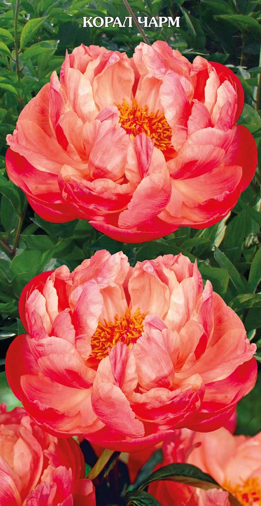 Изображение товара Саженец Пион молочноцветковый Корал Чарм полумахровый 3 литра