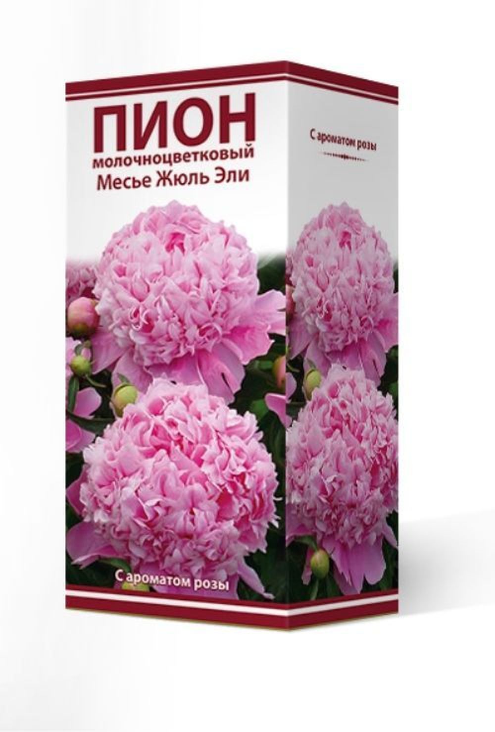 Изображение товара Саженец цветка пиона Месье Жюль Эли 90-100 см, цветы розово-сиреневые