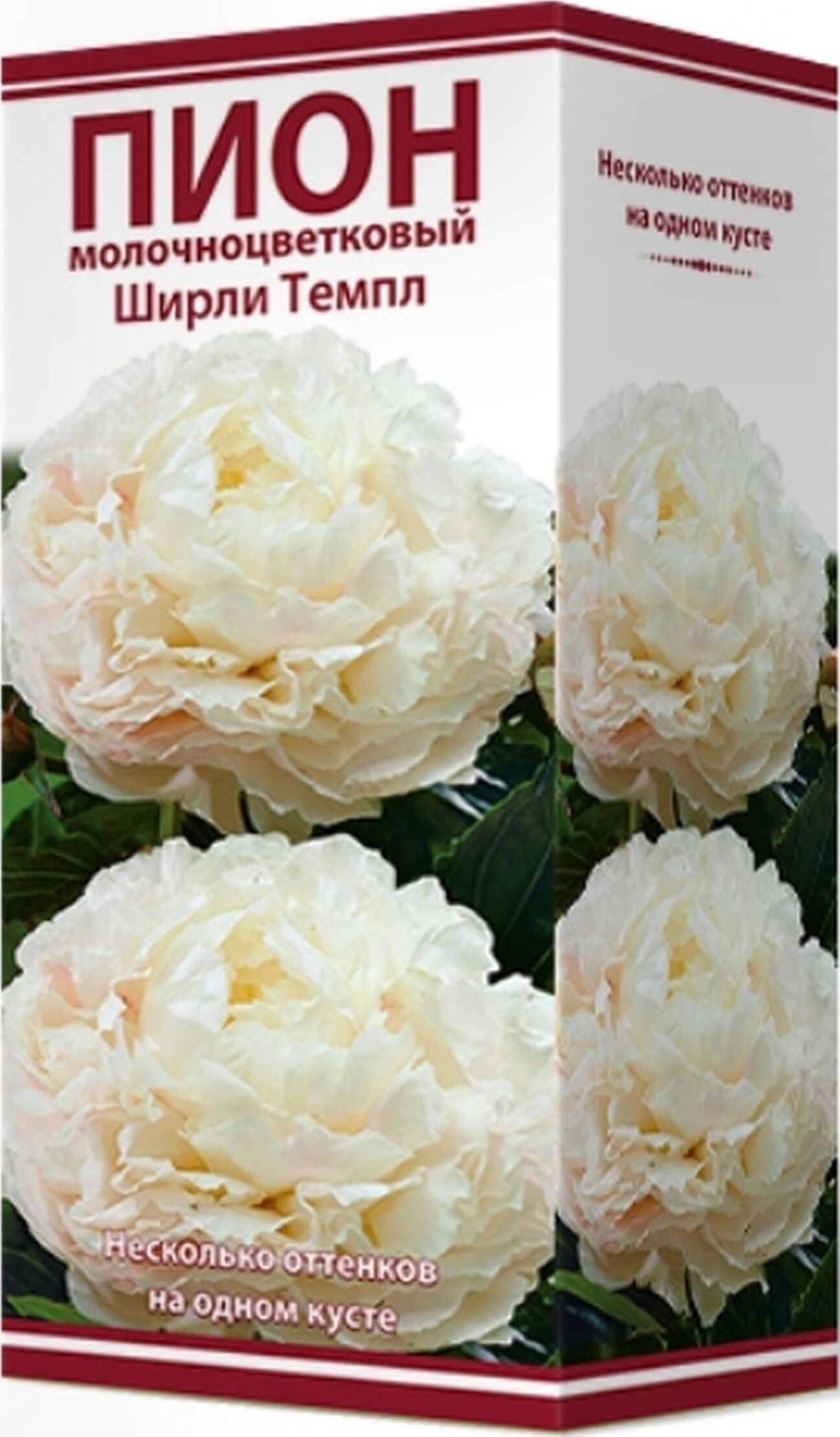 Изображение товара Корневище Пиона травянистого ПОИСК Ширли Темпл