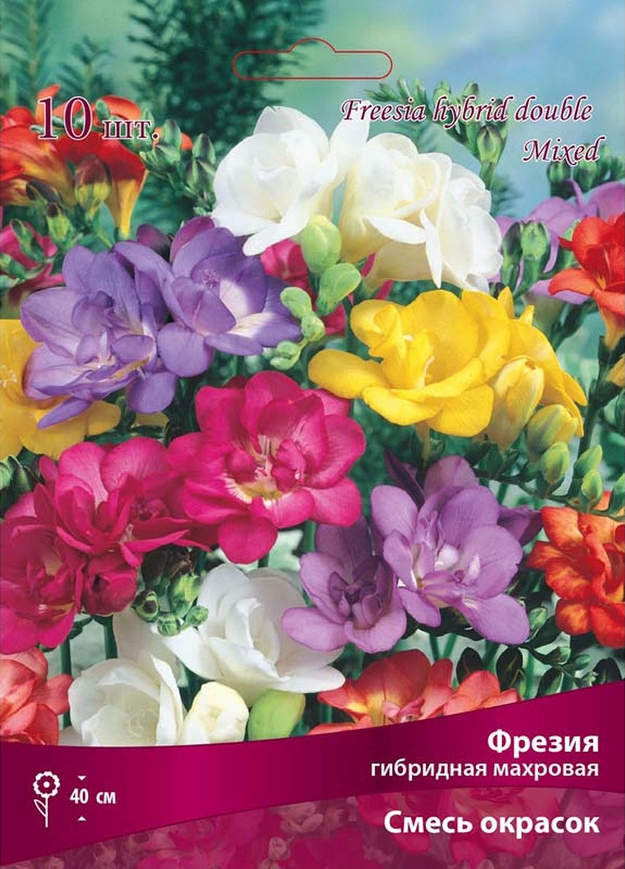 Изображение товара Луковицы Фрезии махровой гибридной ПОИСК 10 x 1 шт
