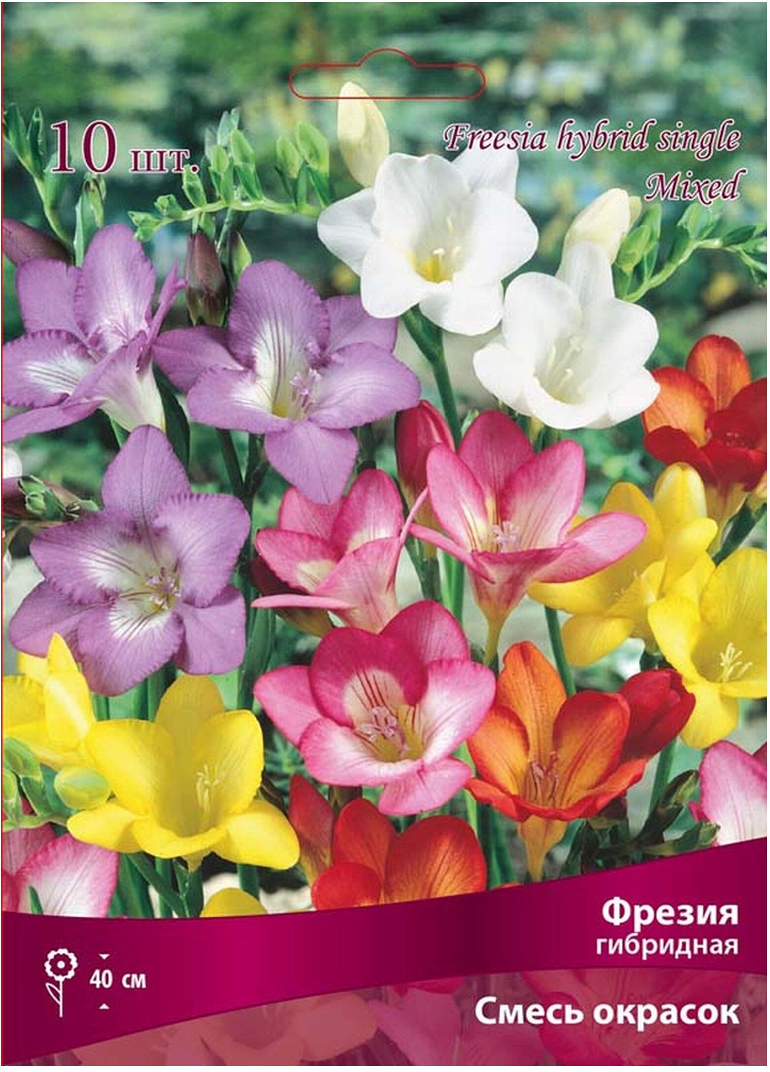 Изображение товара Луковицы фрезии смесь окрасок 10 шт для посадки на грядках и в контейнерах