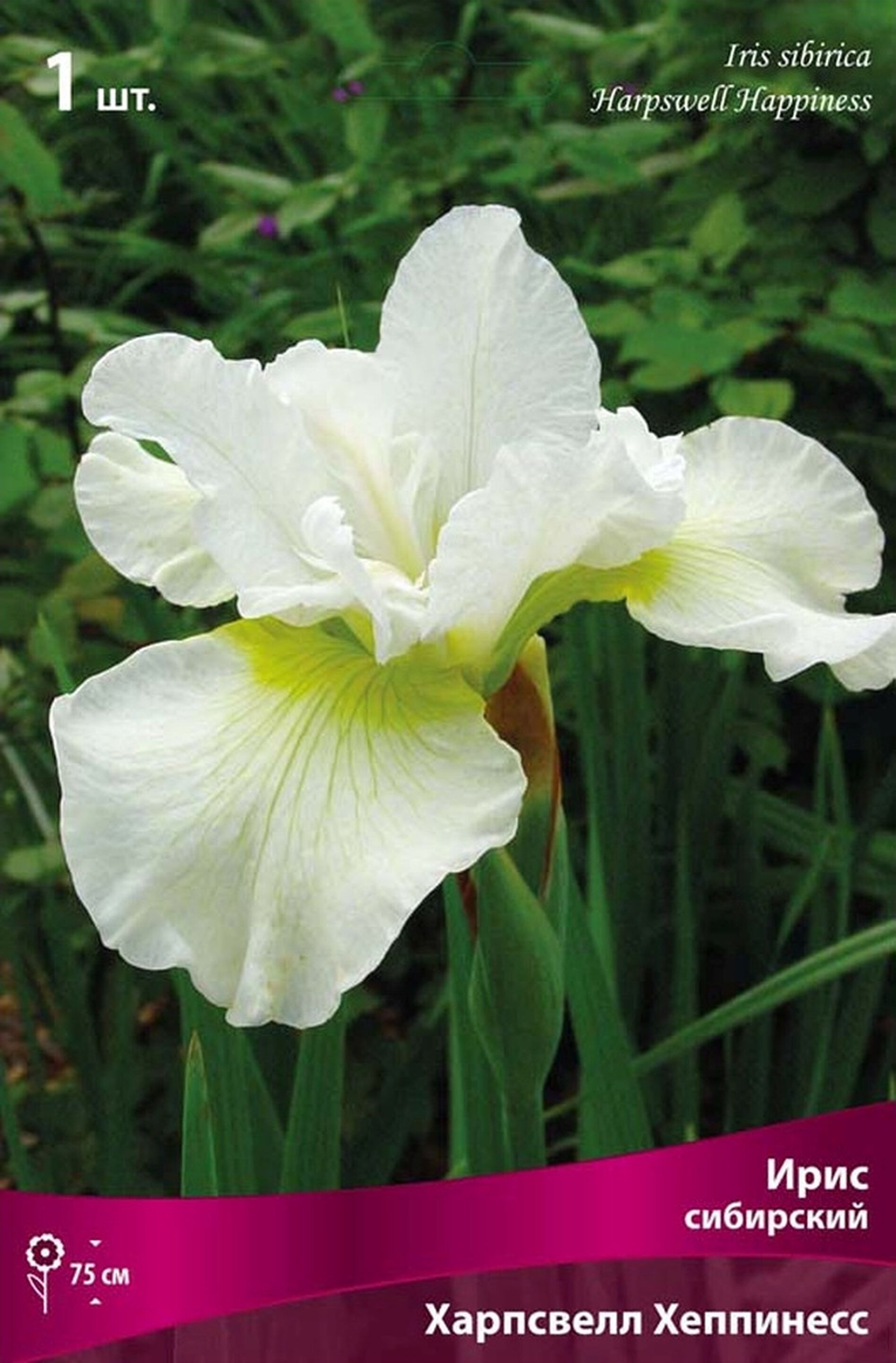 Изображение товара Луковица Ириса ПОИСК сибирский Харпсвелл Хэппинесс, многолетнее цветущее растение