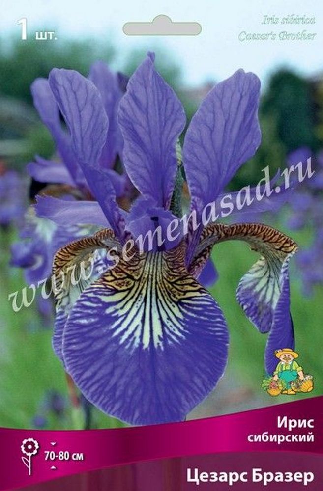 Изображение товара Луковица Ириса ПОИСК сибирский Цезарс Бразе