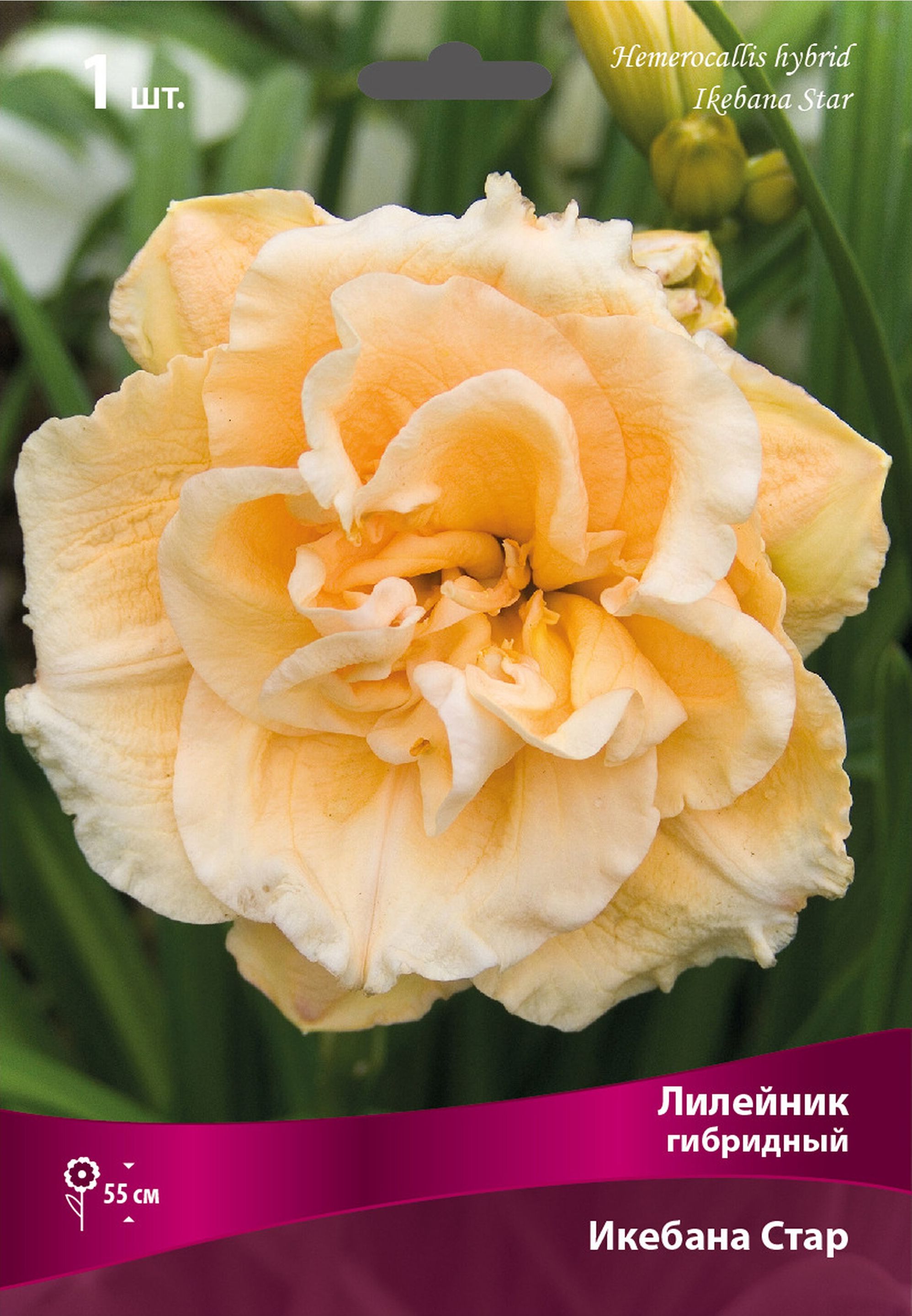 Изображение товара Корневище Лилейника гибридного ПОИСК Икебана Стар 180 мм