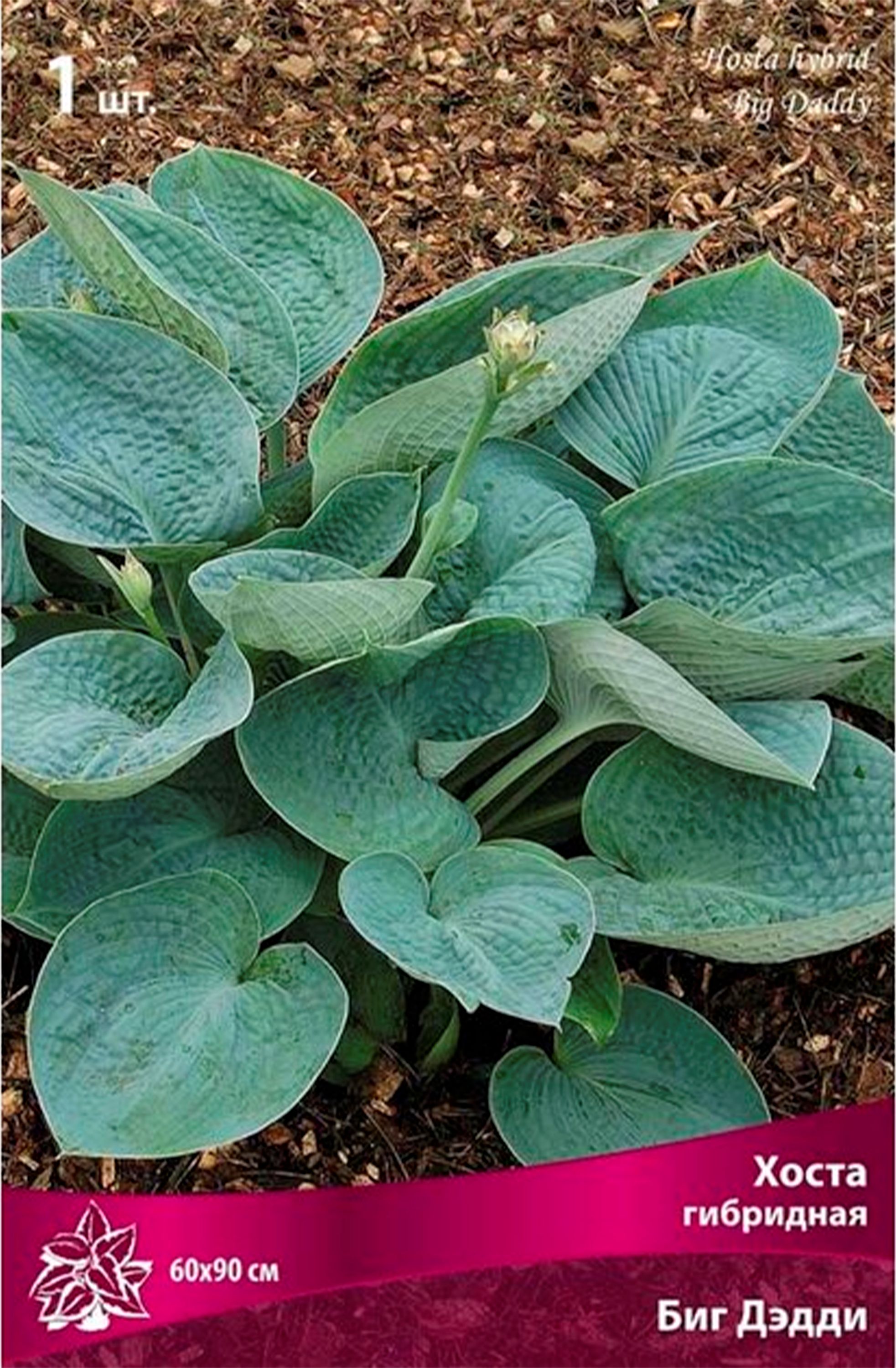 Изображение товара Корневище Хосты ПОИСК Биг Дэдди - крупнолистовая зимостойкая хоста