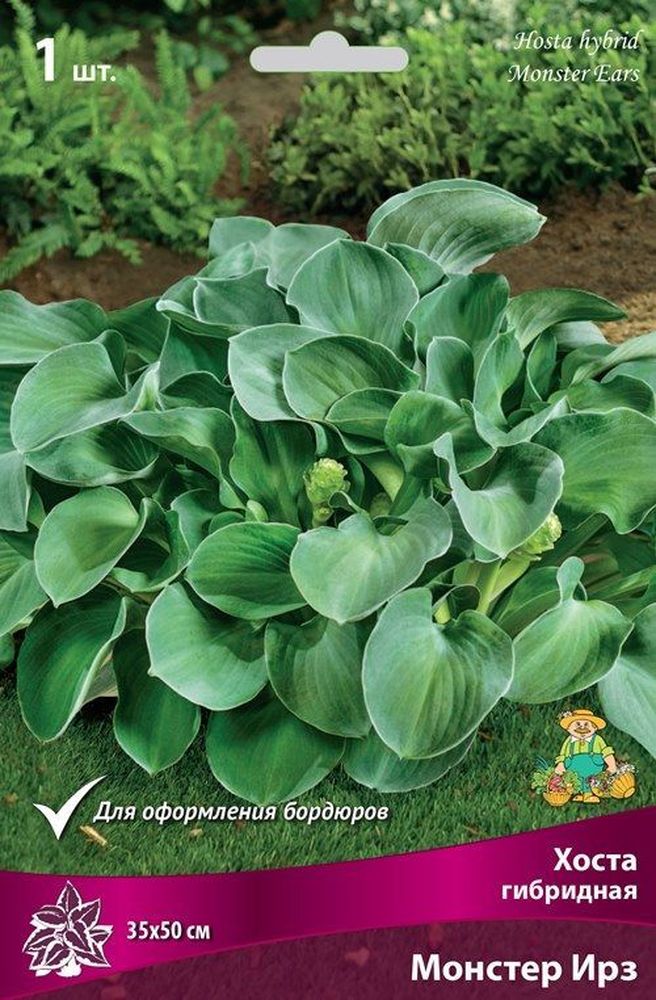 Изображение товара Корневище хосты Монстер Ирз для посадки многолетних теневыносливых растений