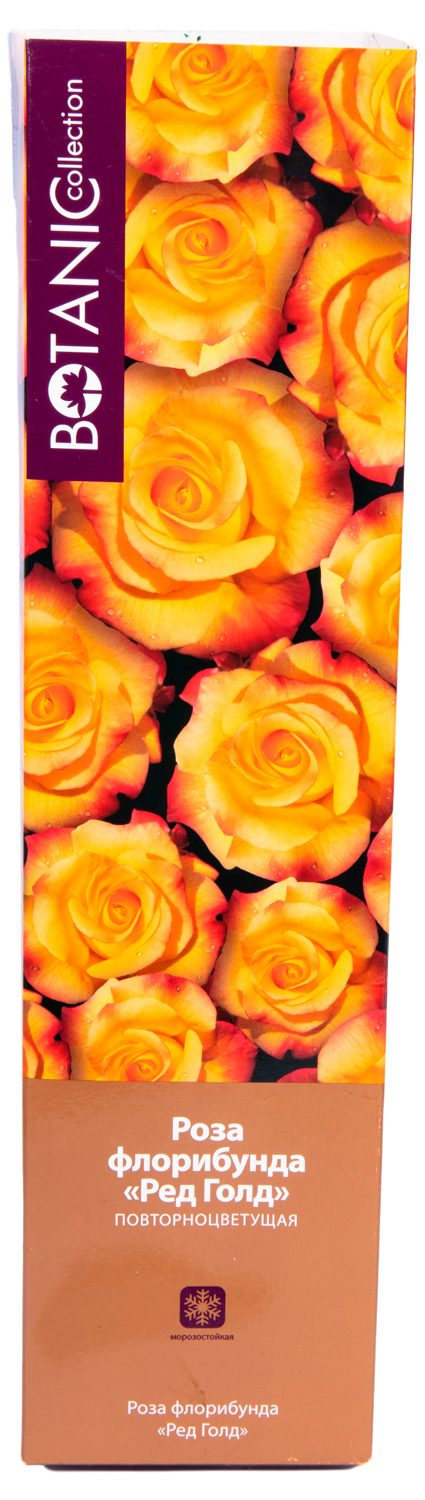 Изображение товара Растение Роза Флорибунда Botanic Collection Стромболи 1 шт в ассортименте