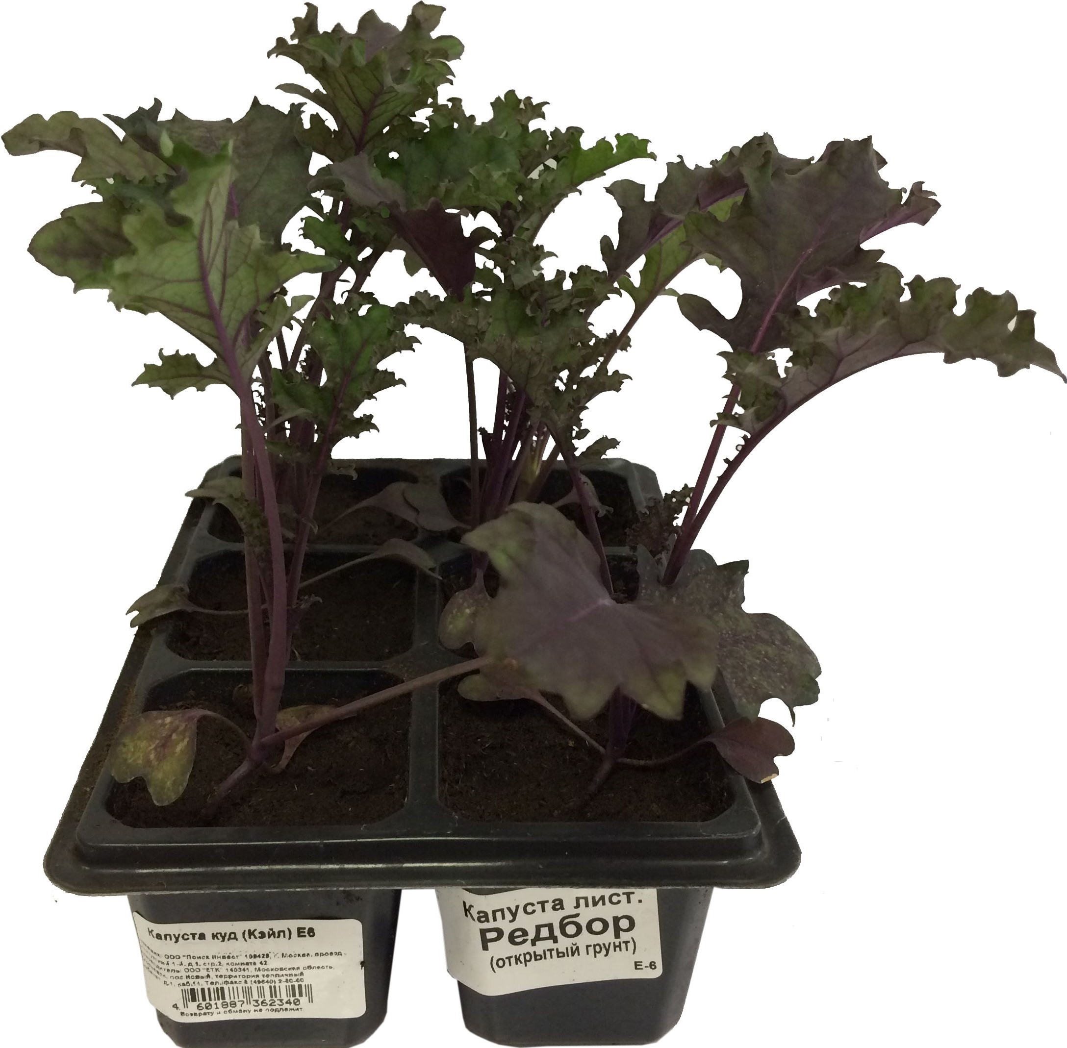 Изображение товара Растение Капуста кудрявая Егорьевский тепличный комбинат в кассете 6 шт