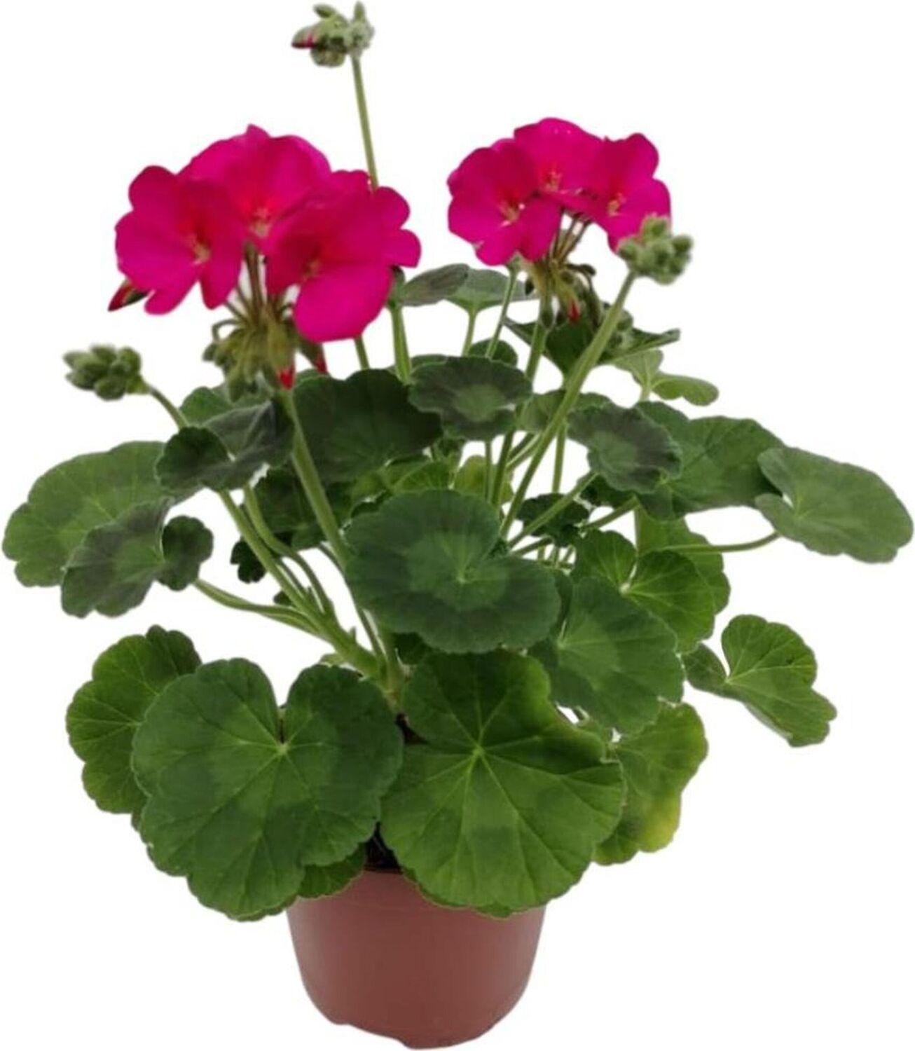 Изображение товара Растение Пеларгония зональная 10,5 см