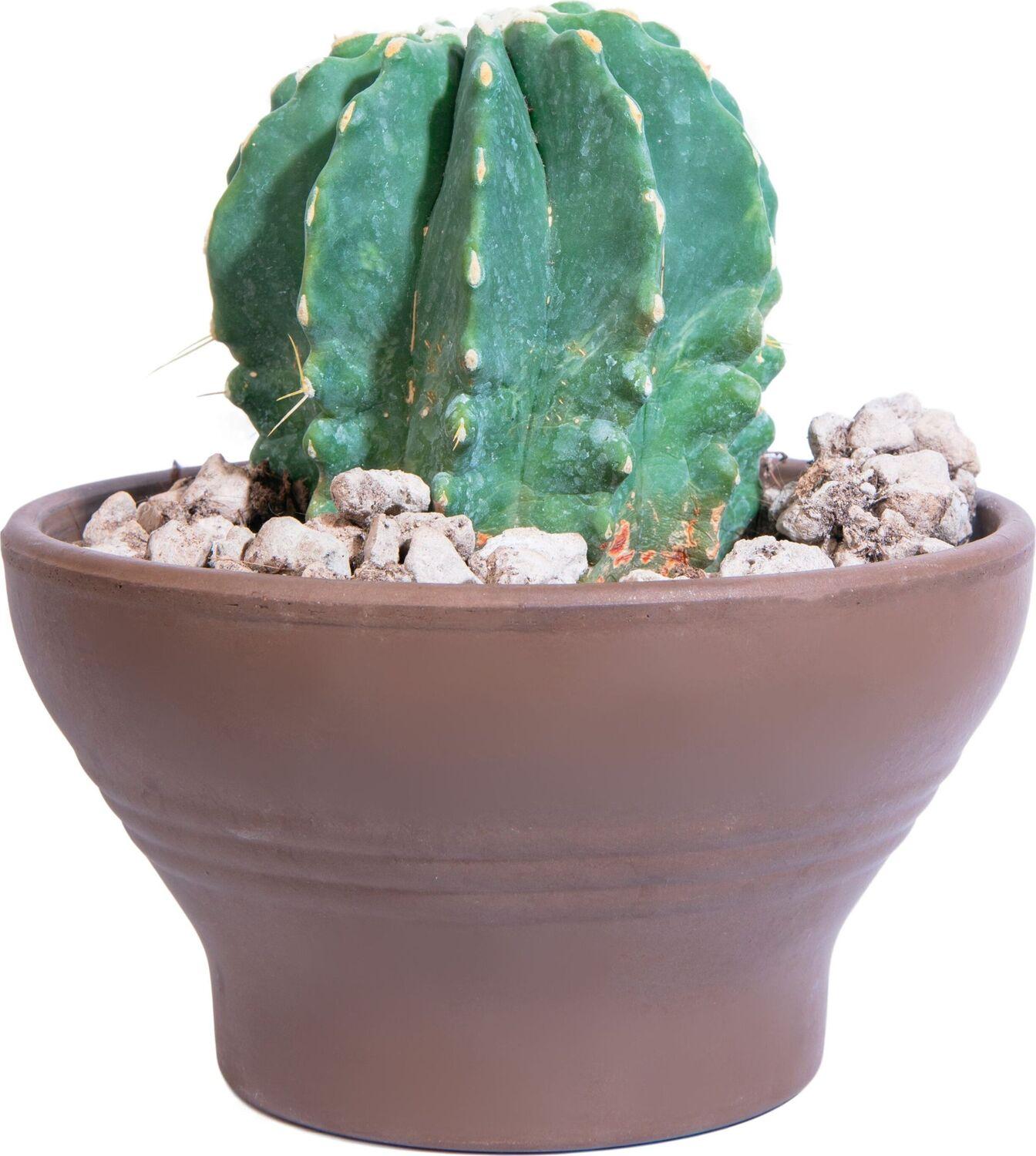 Изображение товара Растение Кактус 17 см в ассортименте для дома и сада