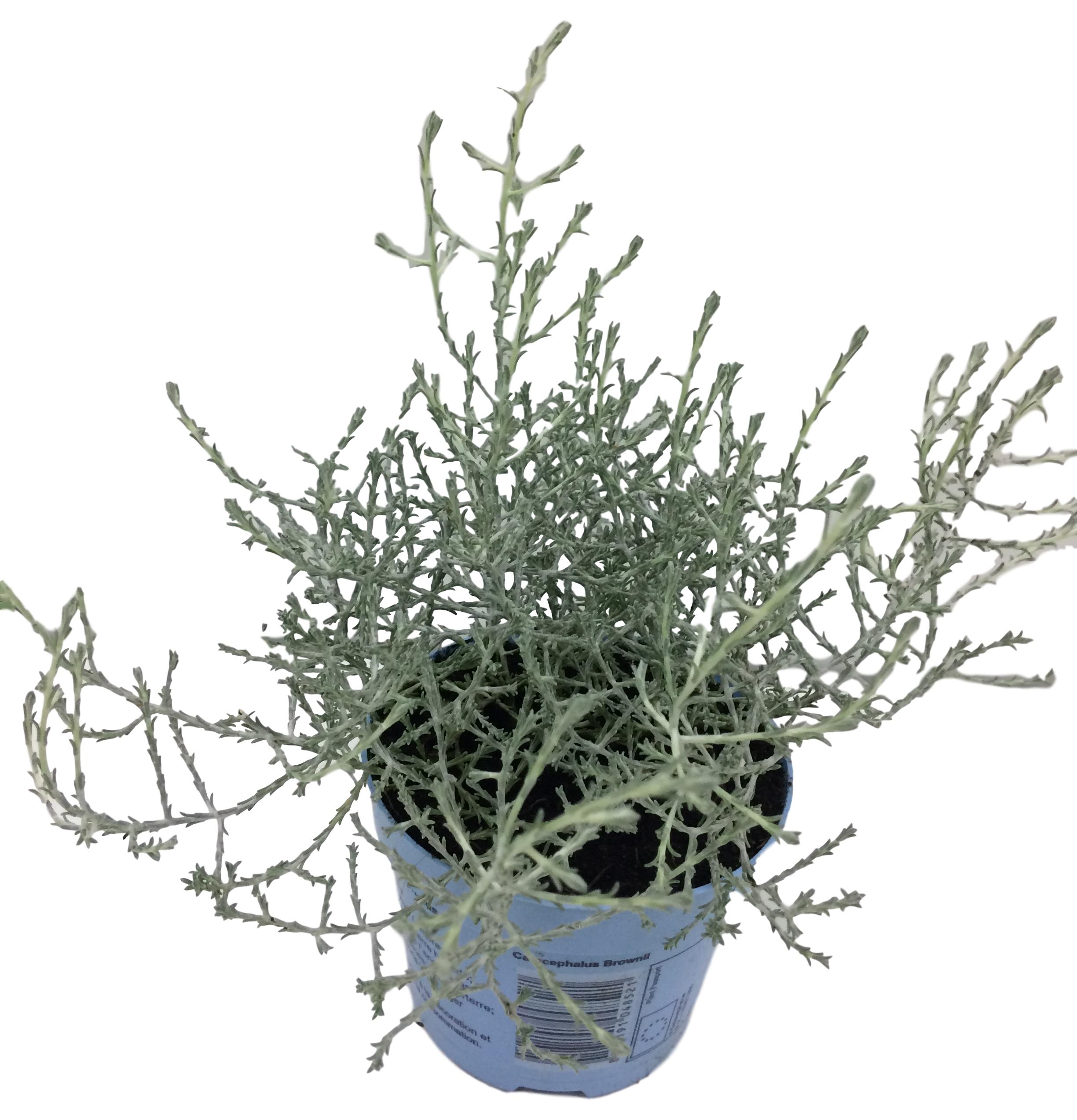 Изображение товара Растение Калоцефалус 15 см