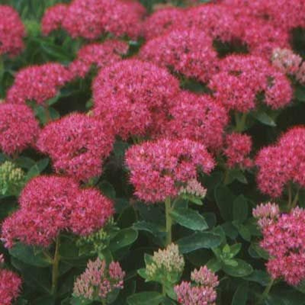 Изображение товара Растение Седум Р9 H15 