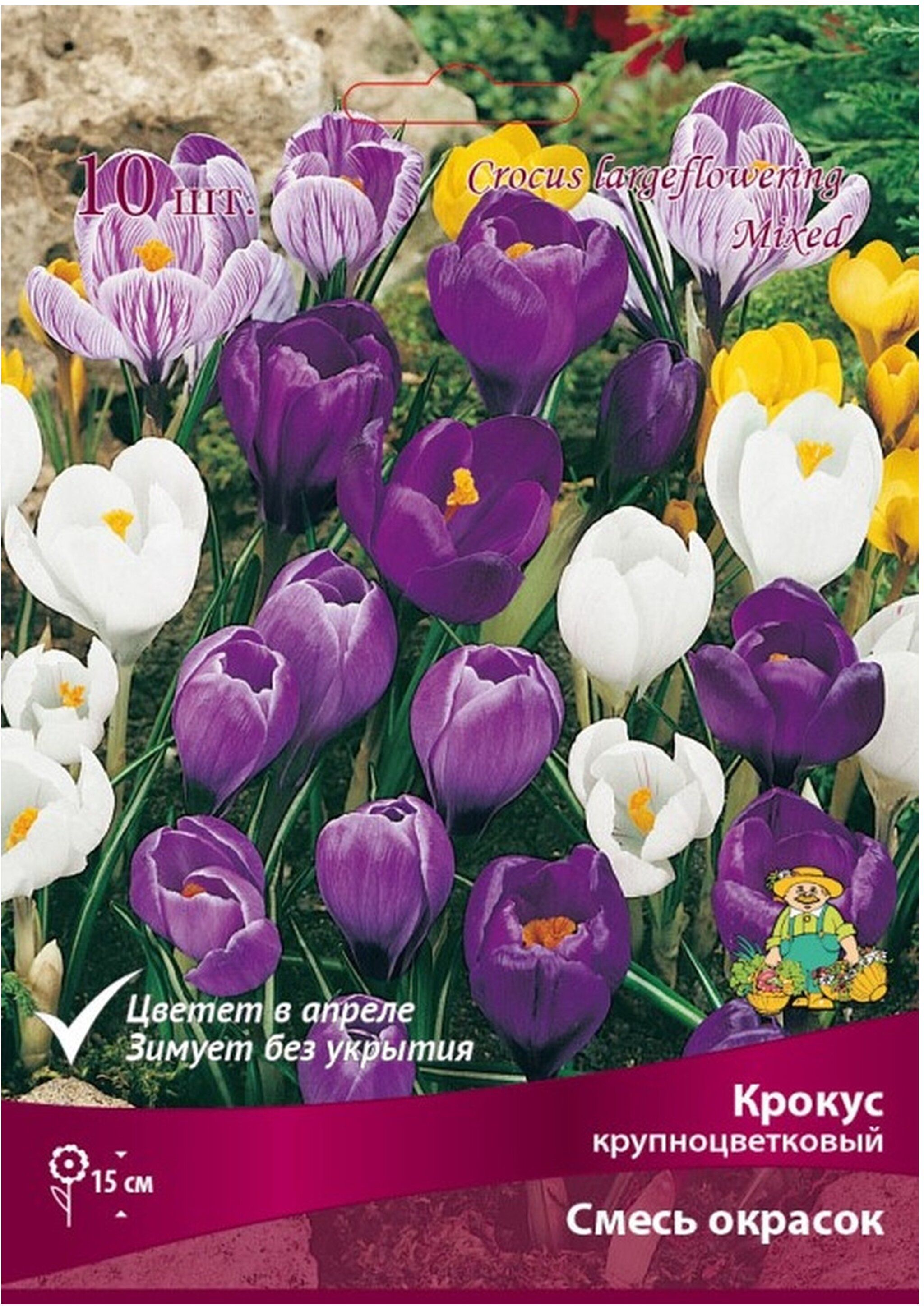Изображение товара Луковицы Крокуса крупноцветкового микс 10 шт для клумб и бордюров