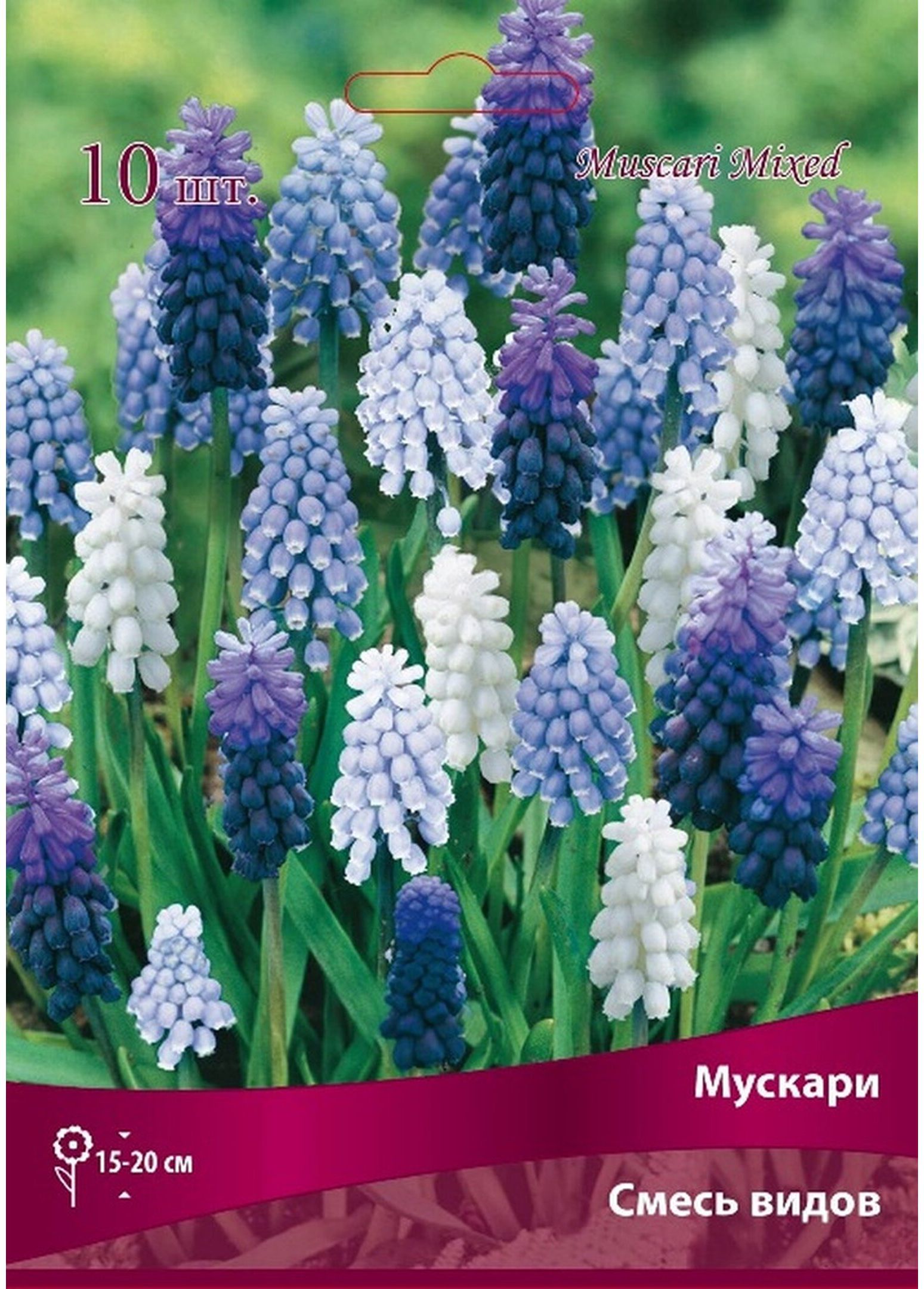 Изображение товара Луковицы Мускарии ПОИСК 10 шт