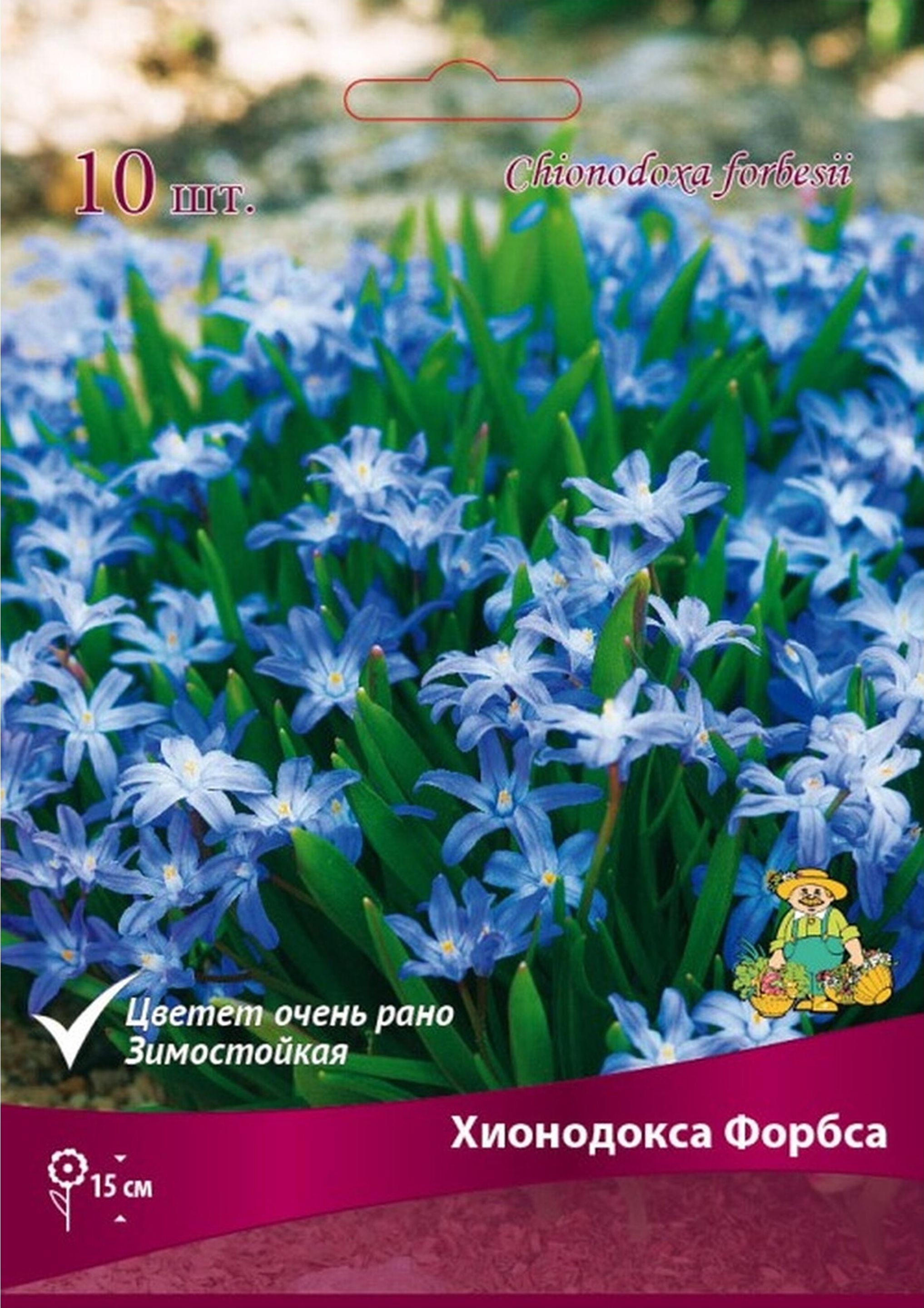 Изображение товара Луковицы хионодокса ПОИСК Форбса 10 шт