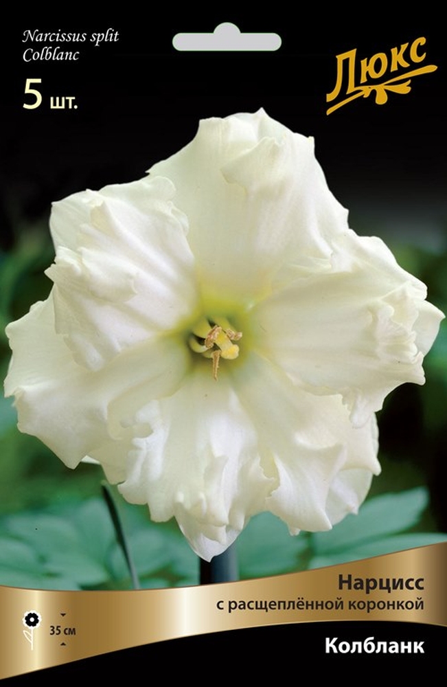 Изображение товара Луковицы Нарцисс Колбланк 5 шт