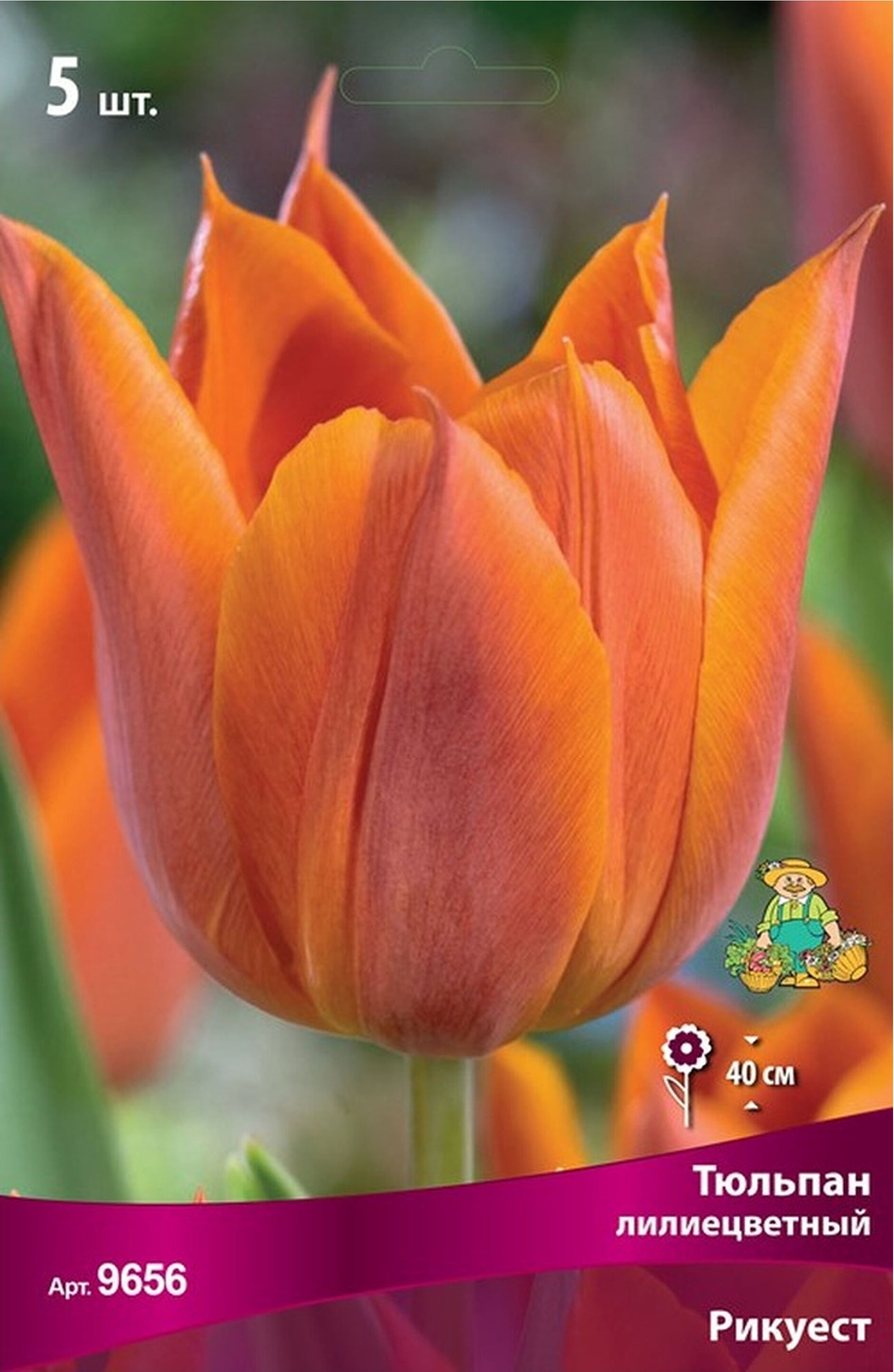Изображение товара Луковицы тюльпана лилиецветного ПОИСК Рикуест 5 шт