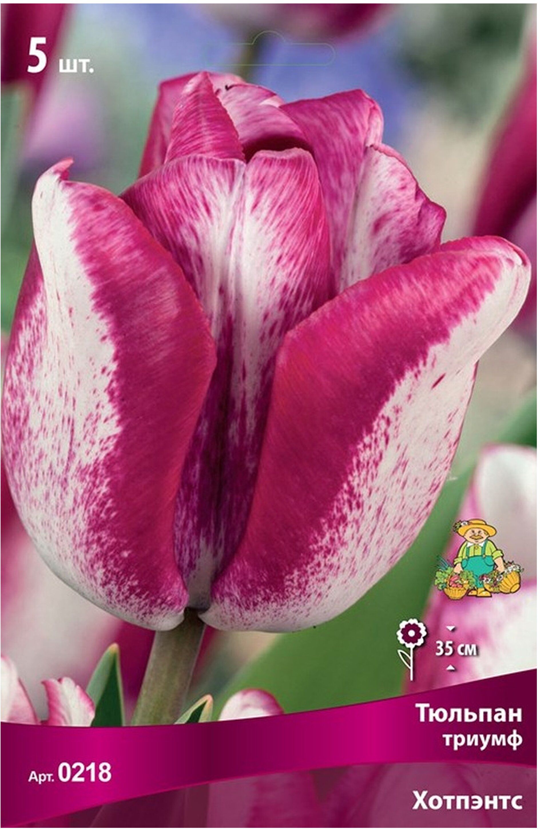 Изображение товара Луковицы Тюльпана триумф ПОИСК Хотпэнтс