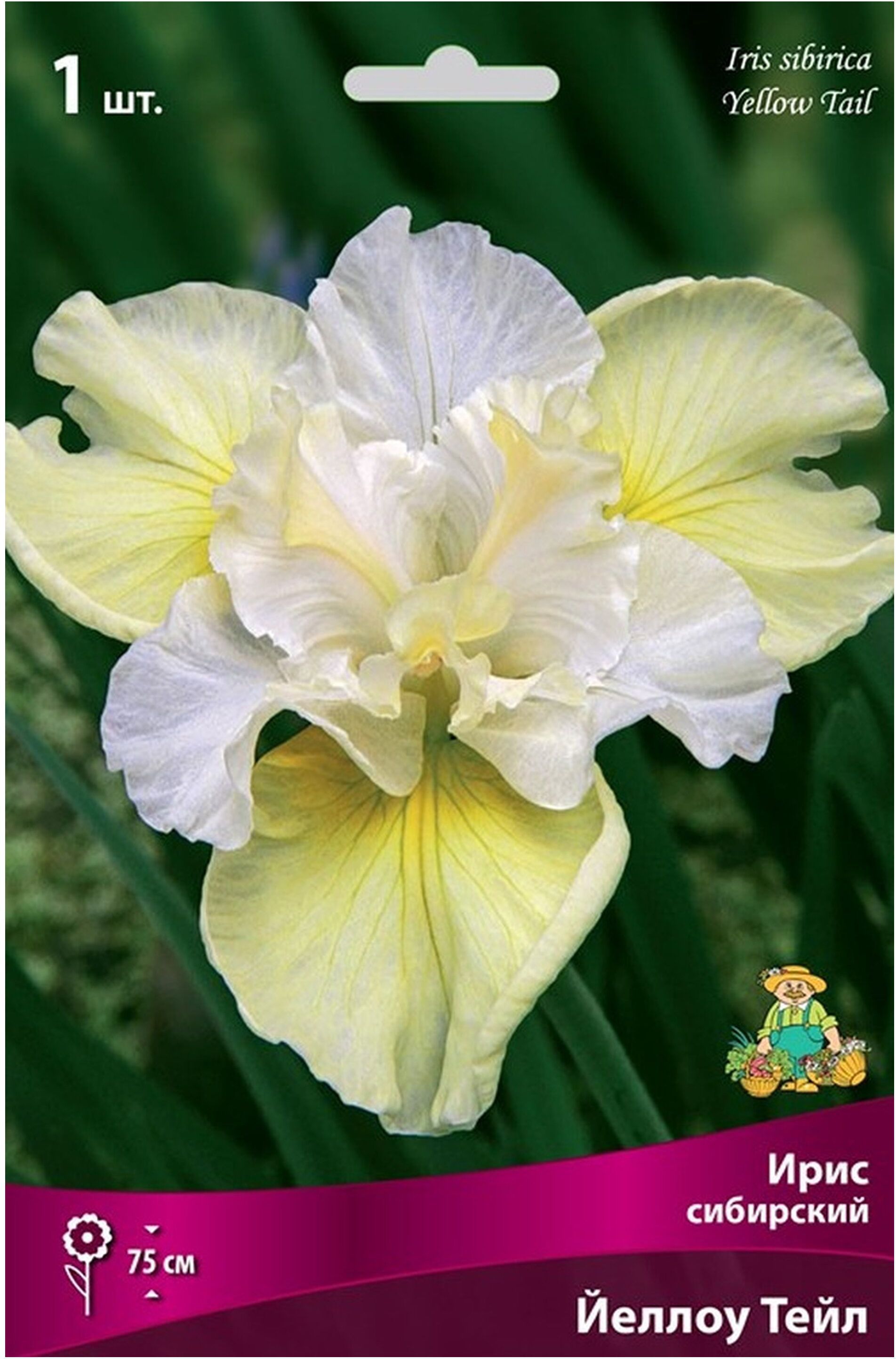 Изображение товара Корневище ириса ПОИСК Йеллоу Тейл 75 см для клумб и цветников