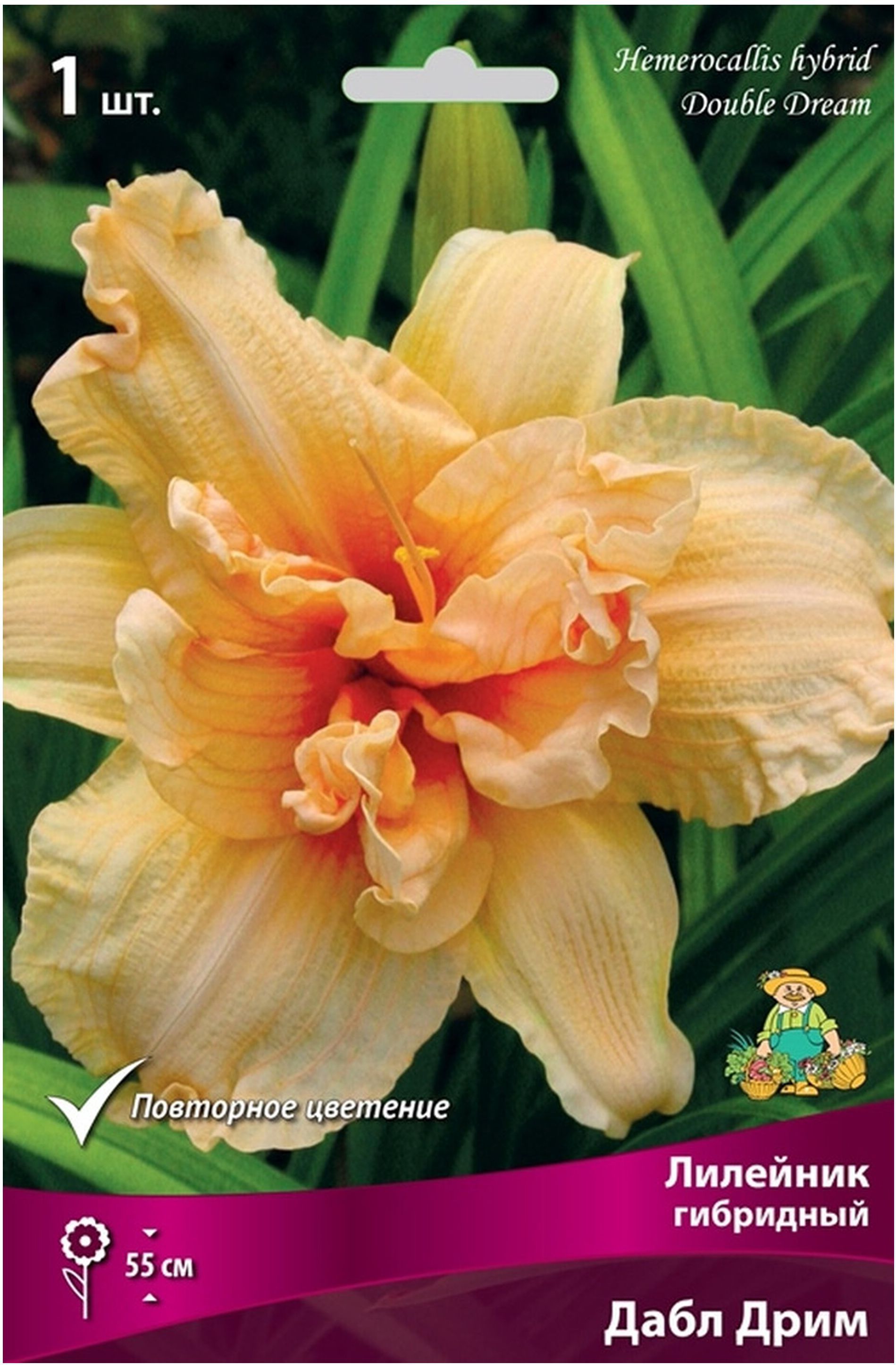 Изображение товара Корневище Лилейник Дабл  Дрим  1 шт