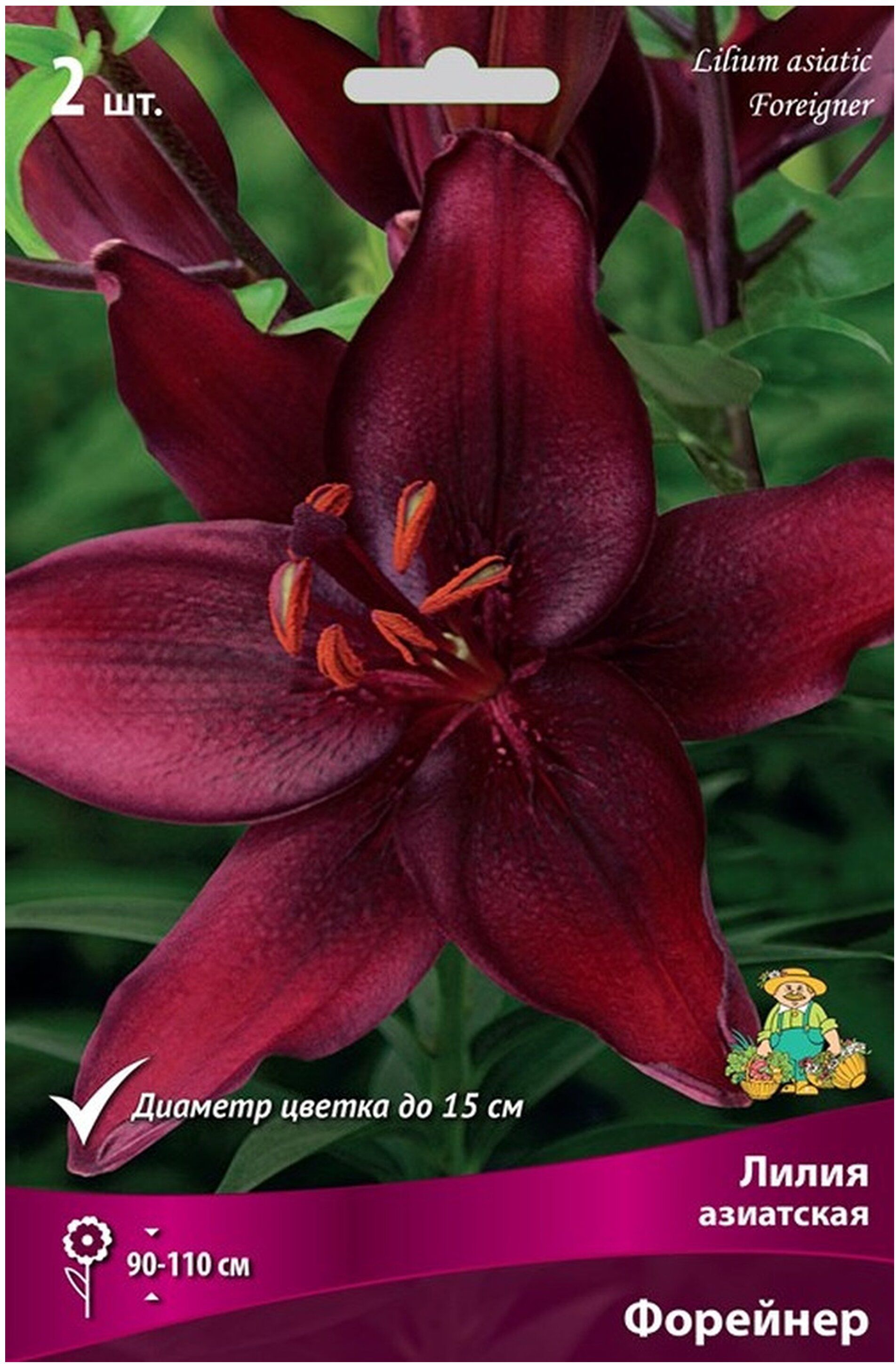 Изображение товара Луковица Лилии азиатская ПОИСК Форейнер 