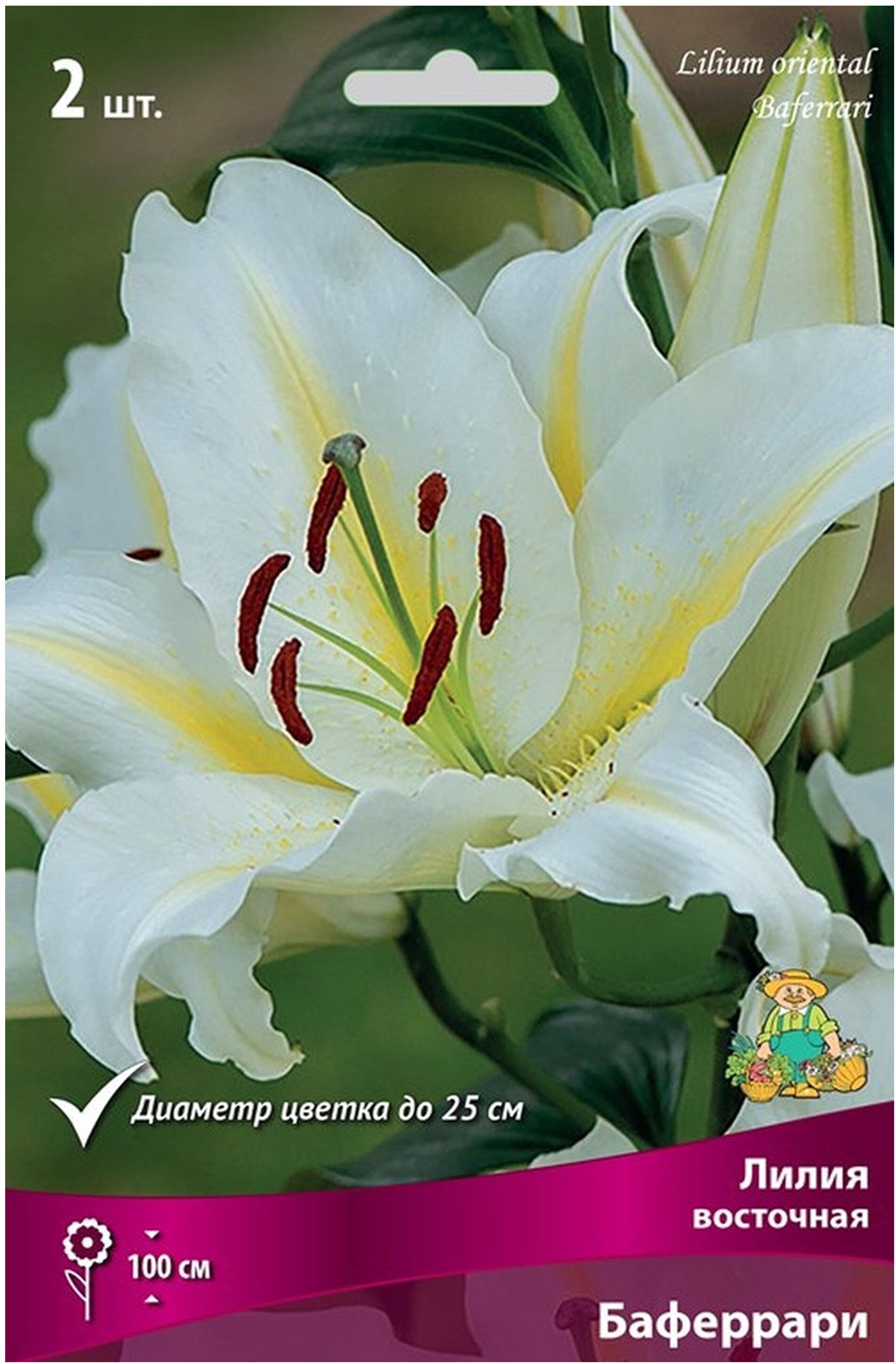 Изображение товара Луковица Лилии восточной ПОИСК Баферрари 