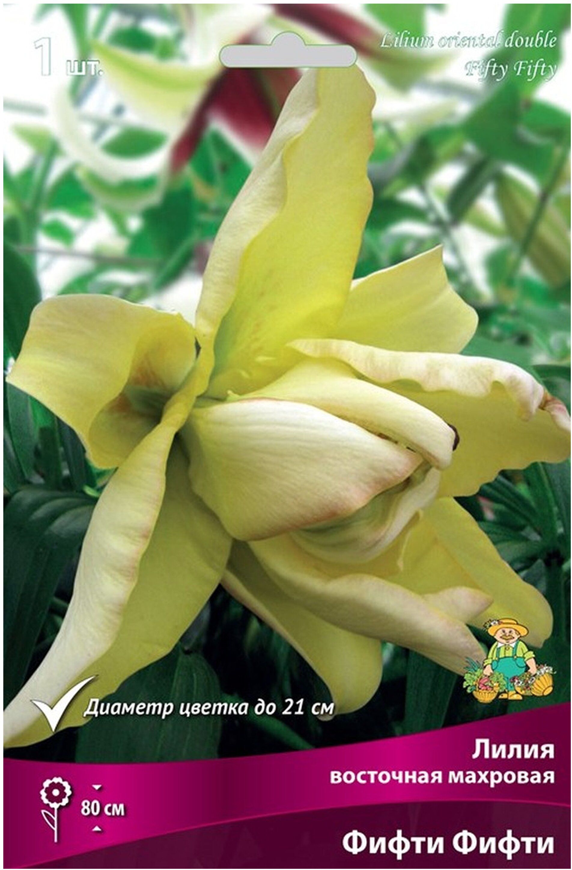 Изображение товара Луковица Лилии Восточная Фифти-Фифти - Махровые Цветы