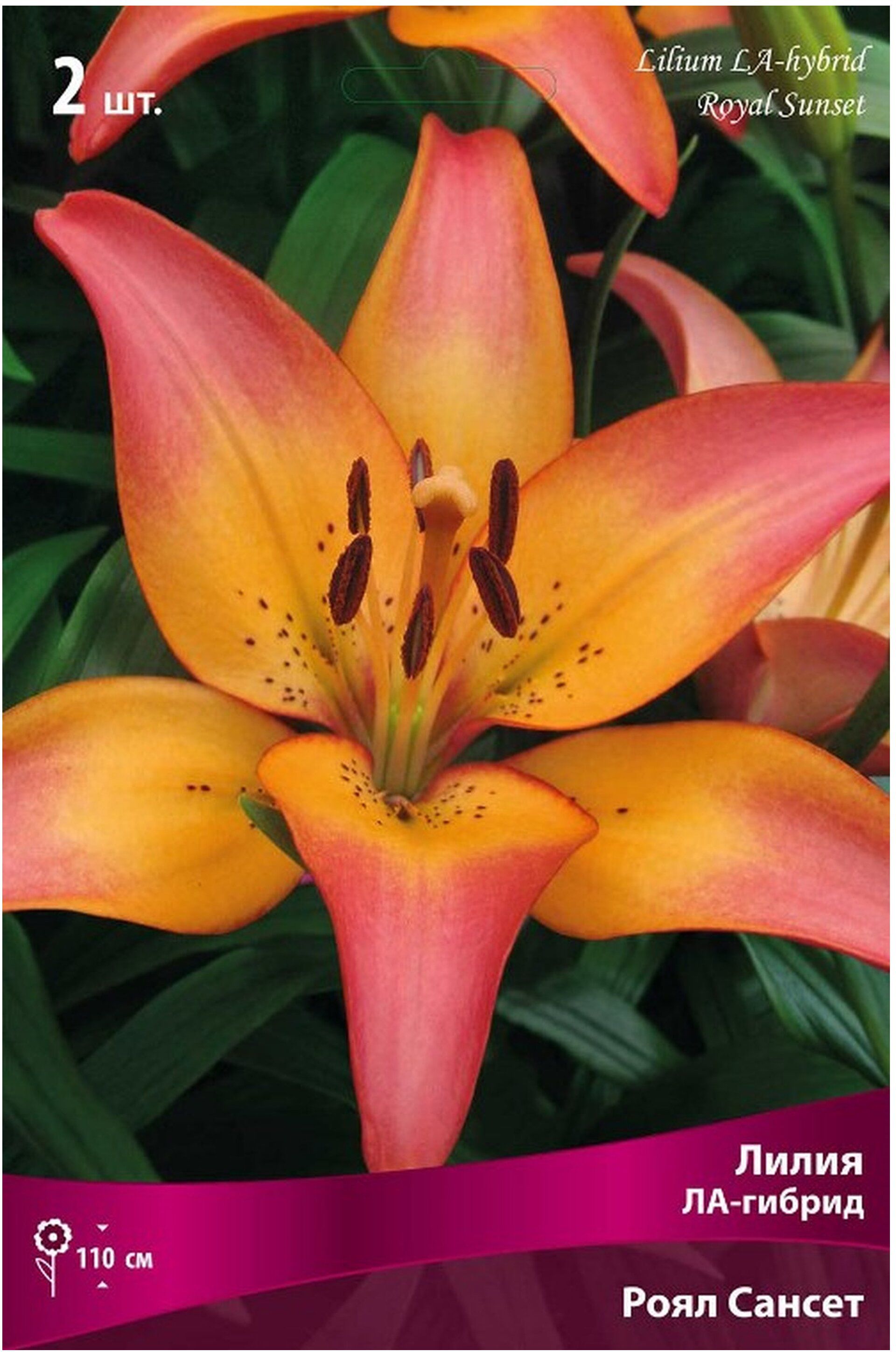 Изображение товара Луковица Лилии ЛА-гибрид ПОИСК Ройал Сансет