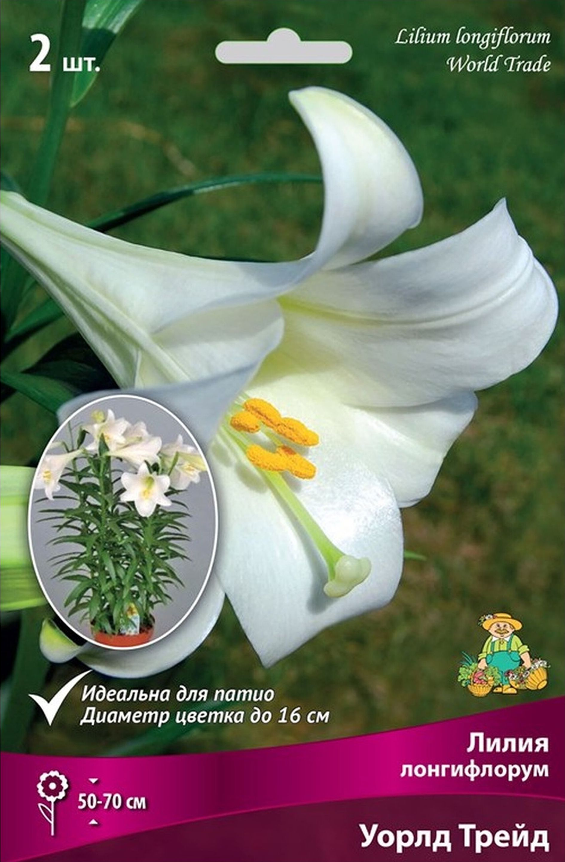 Изображение товара Луковицы лилии Уорлд Трейд 1 шт морозостойкие для сада