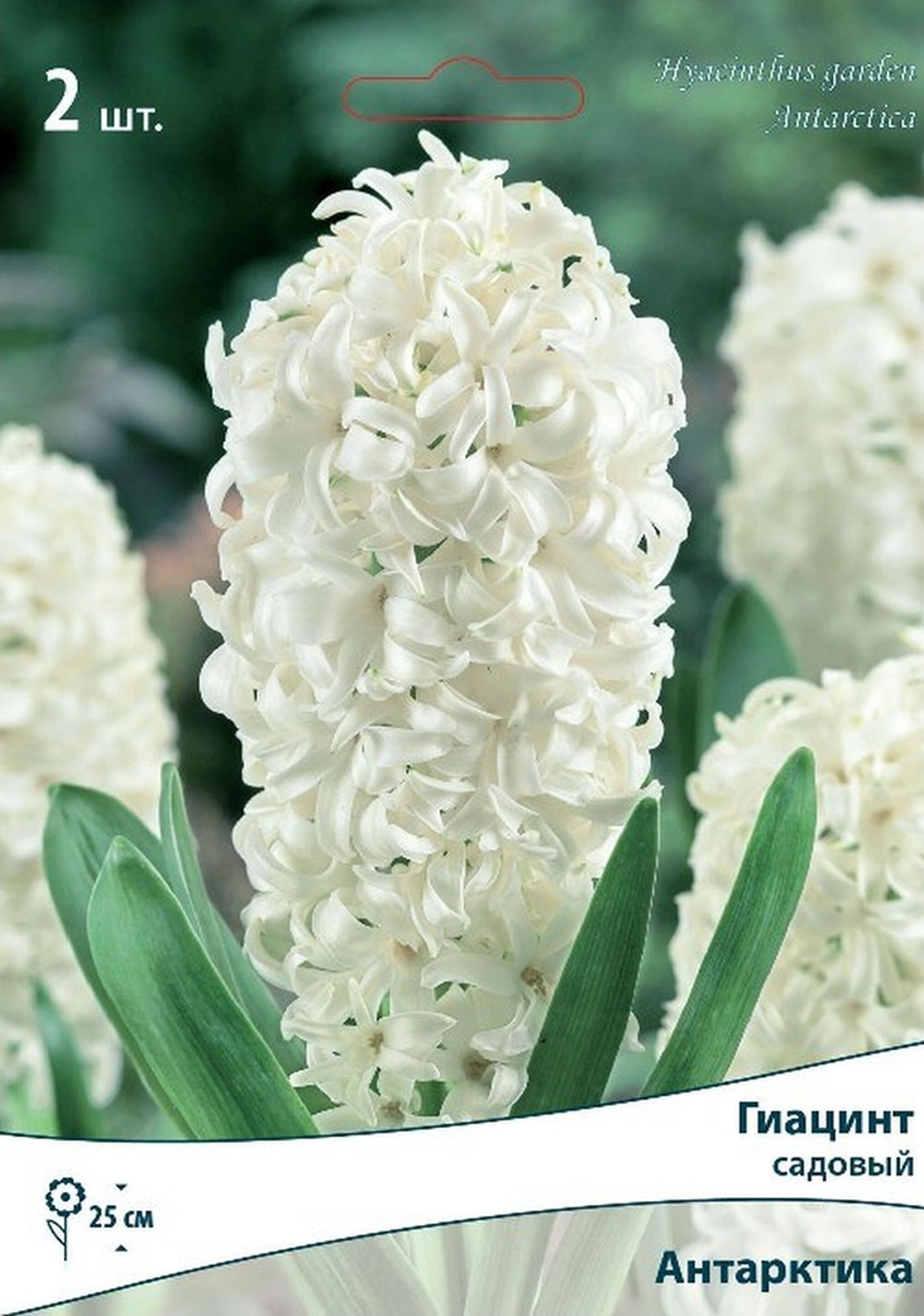 Изображение товара Луковицы гиацинта ПОИСК Антарктика 2 шт