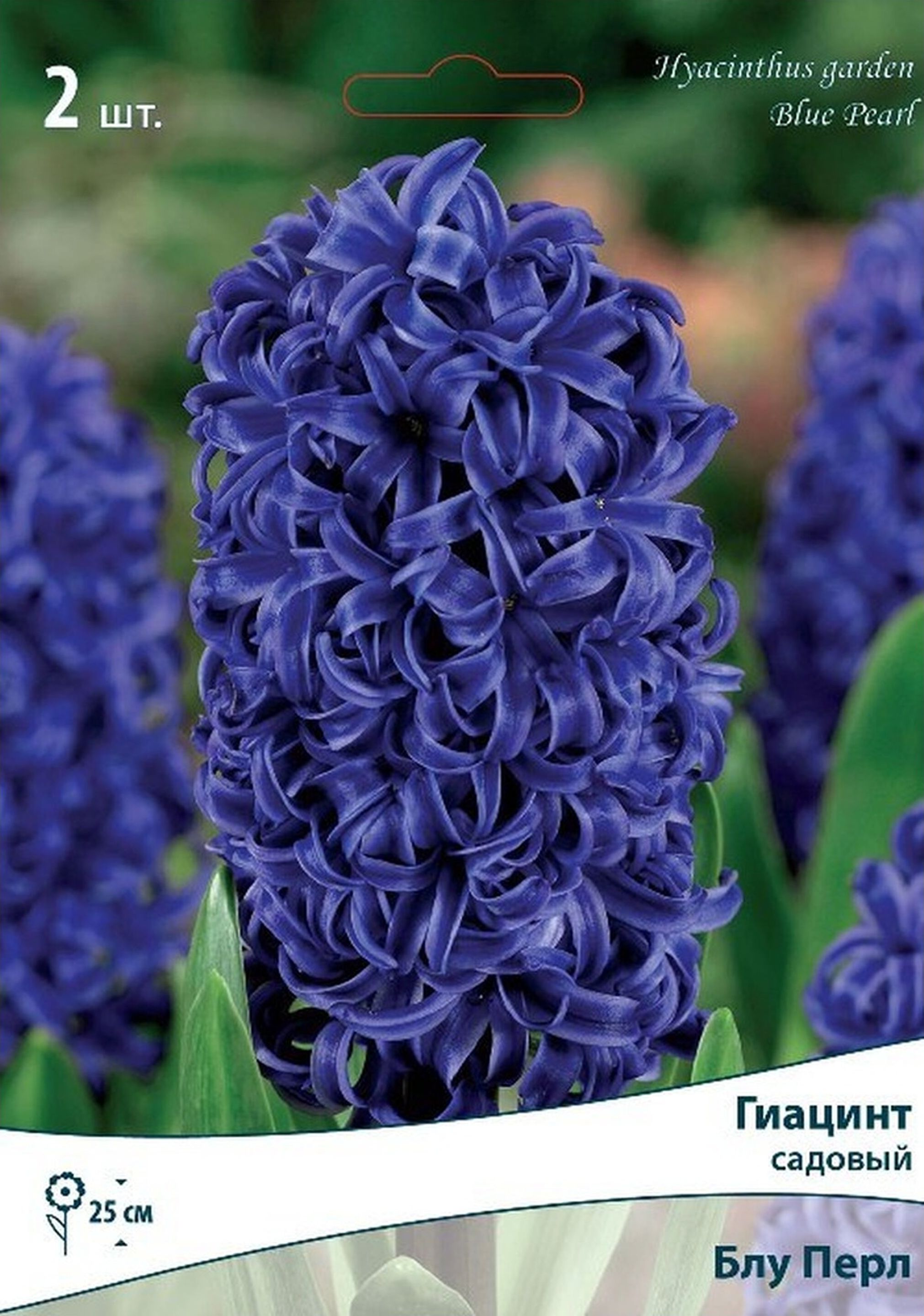 Изображение товара Луковицы Гиацинта ПОИСК Блу Перл 2 шт - яркое цветение и аромат на вашем участке