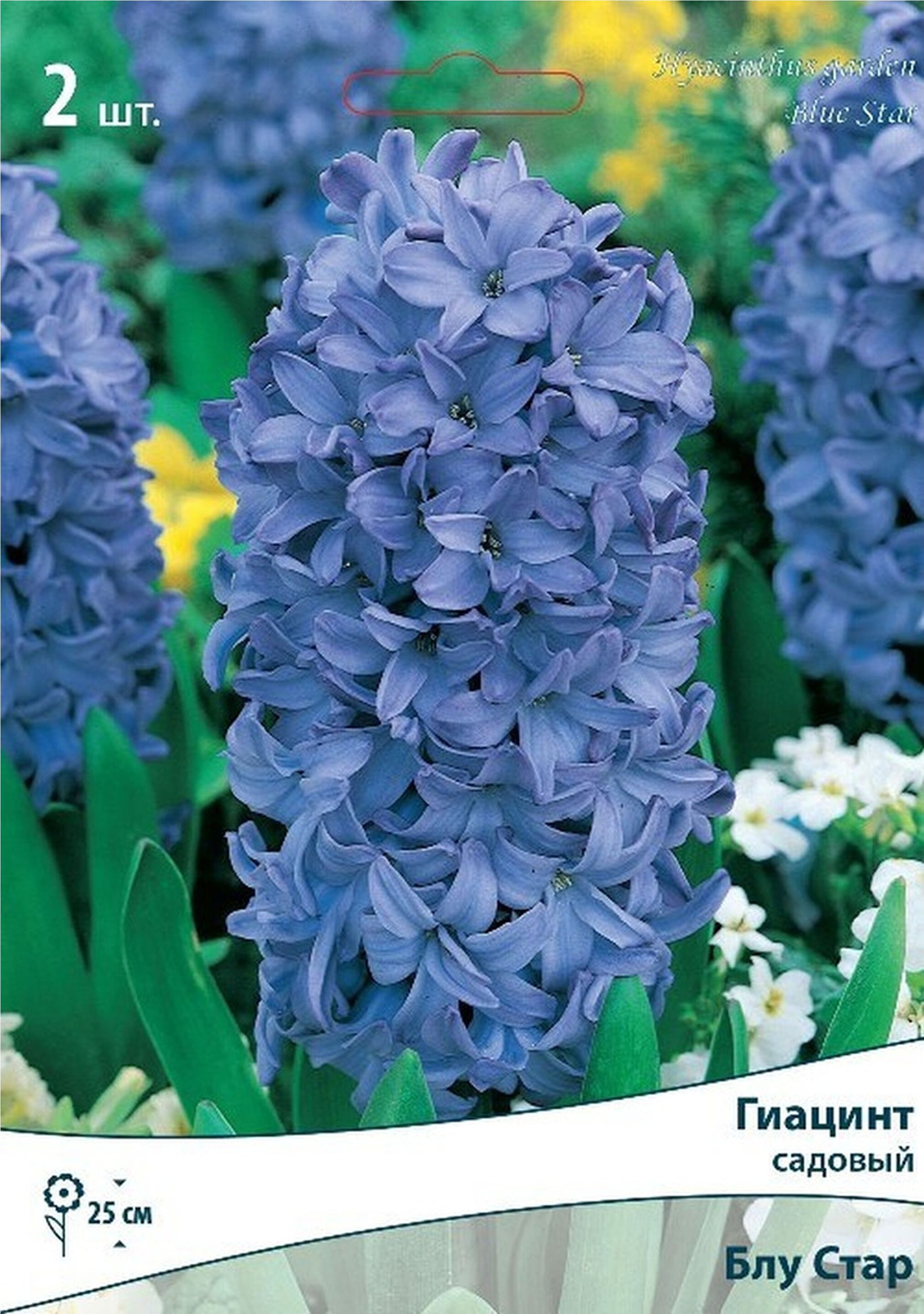 Изображение товара Луковицы Гиацинта ПОИСК Блу Стар 2 шт для цветения в саду