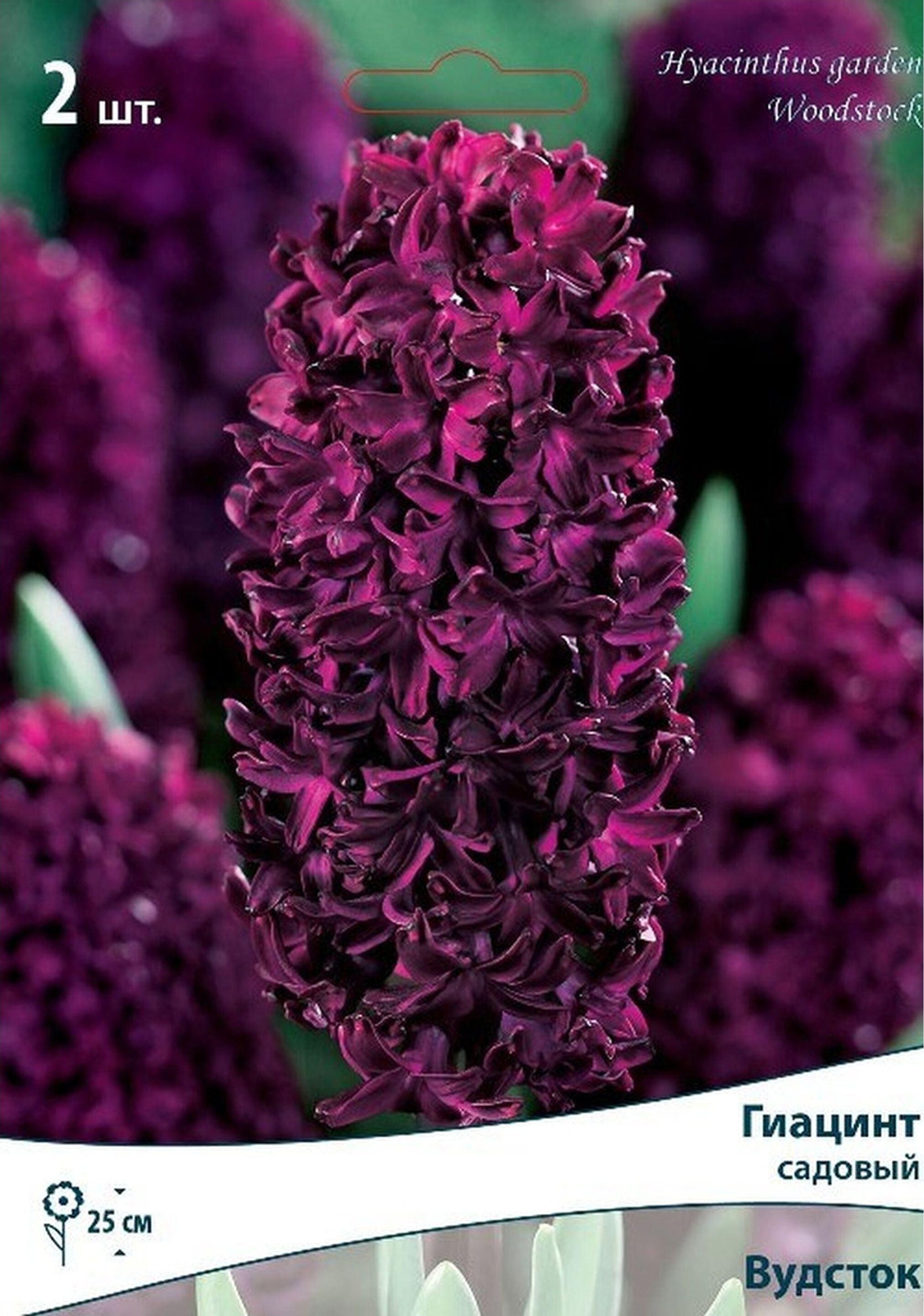 Изображение товара Луковицы гиацинта ПОИСК Вудсток 2 шт