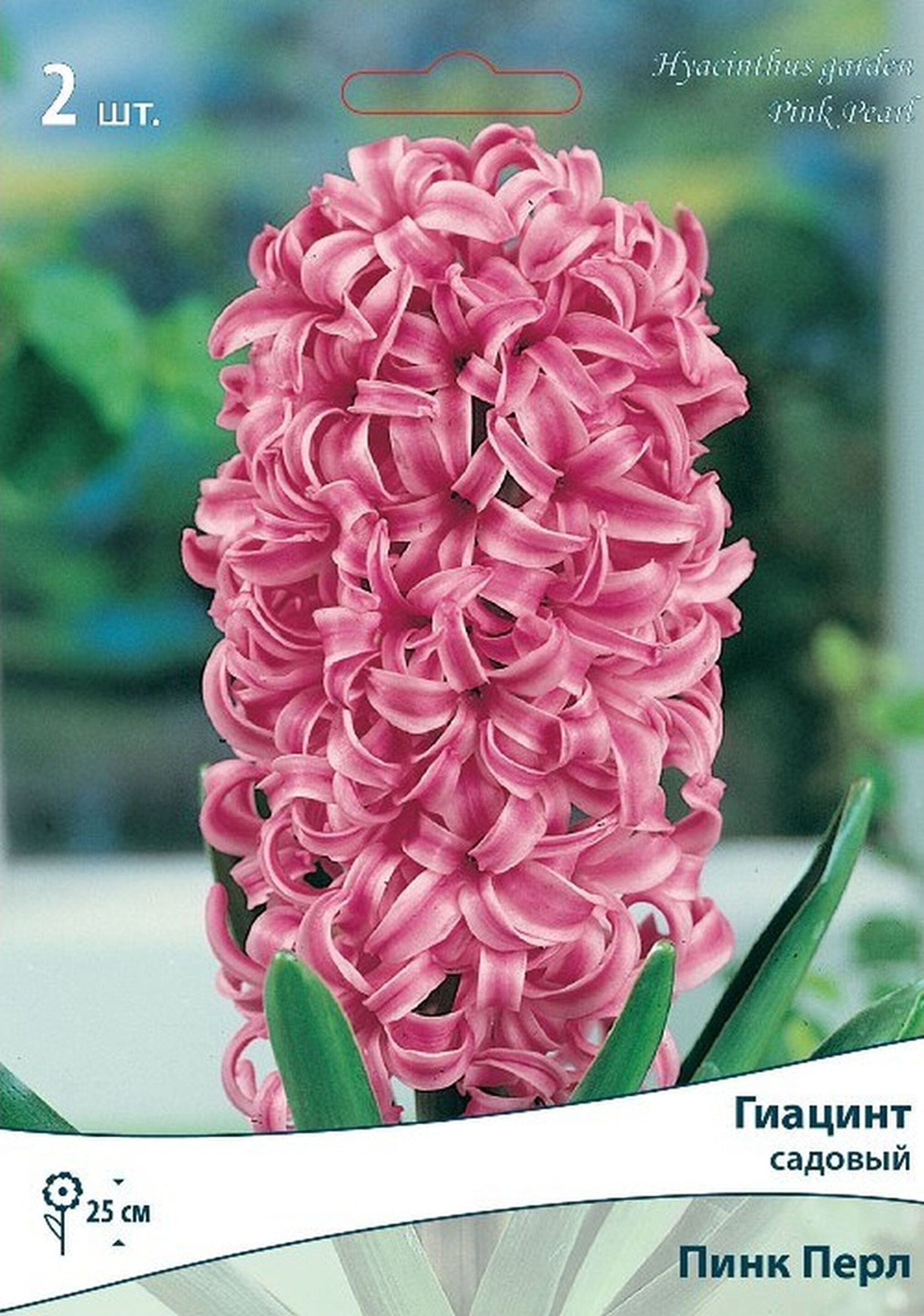 Изображение товара Луковицы Гиацинта ПОИСК Пинк Перл 2 шт - яркое цветение и аромат для сада