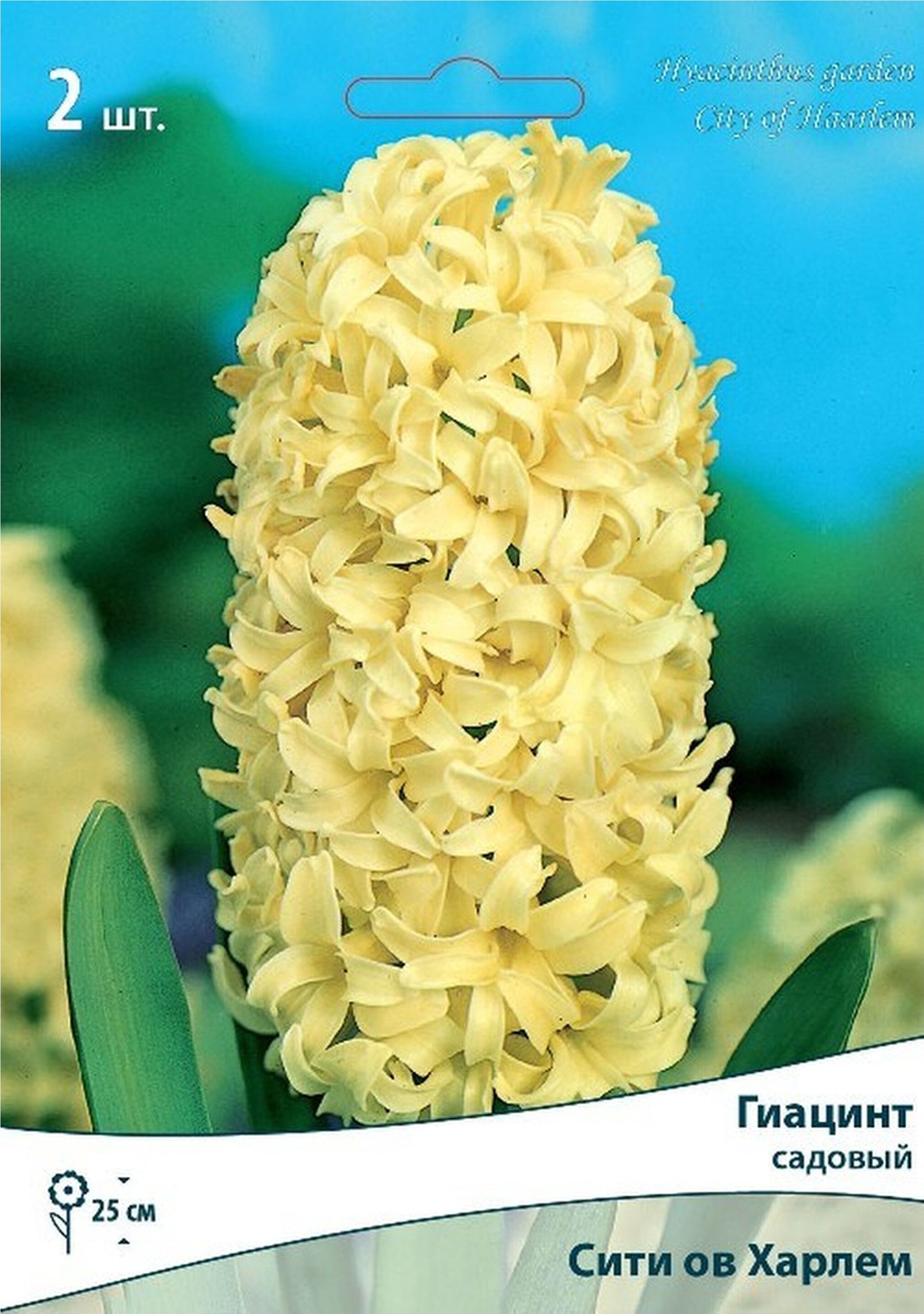 Изображение товара Луковицы Гиацинта ПОИСК Сити ов Харлем 2 шт яркий аромат компактный цветение