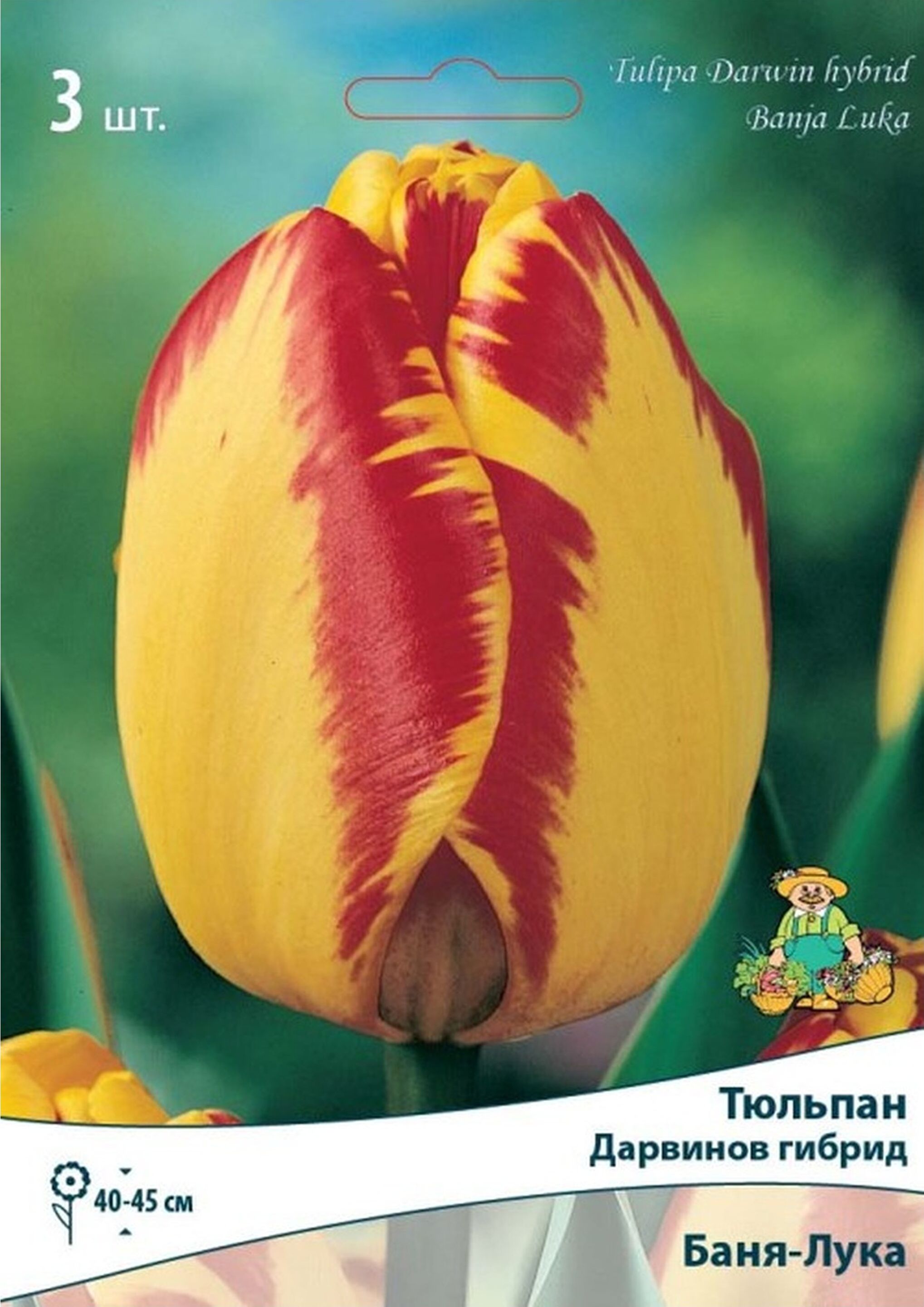 Изображение товара Луковицы Тюльпана ПОИСК Баня-Лука 3 x 1 шт
