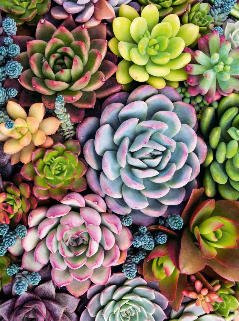 Изображение товара Флизелиновые обои ATELIERO фотообои Суккуленты 20-8136 2x2,7 м