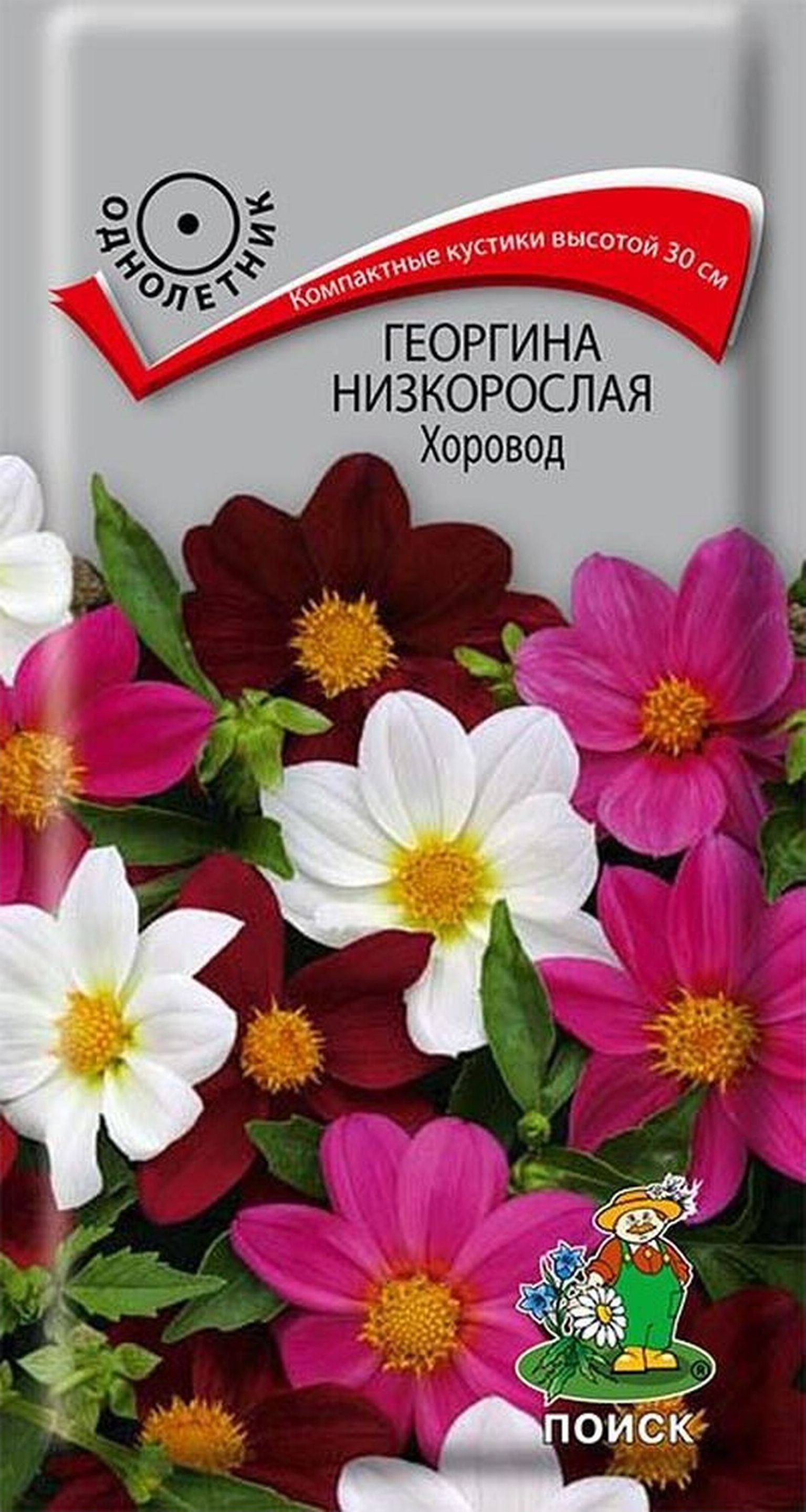 Изображение товара Семена Георгины низкорослой ПОИСК Хоровод 10 x 10 шт