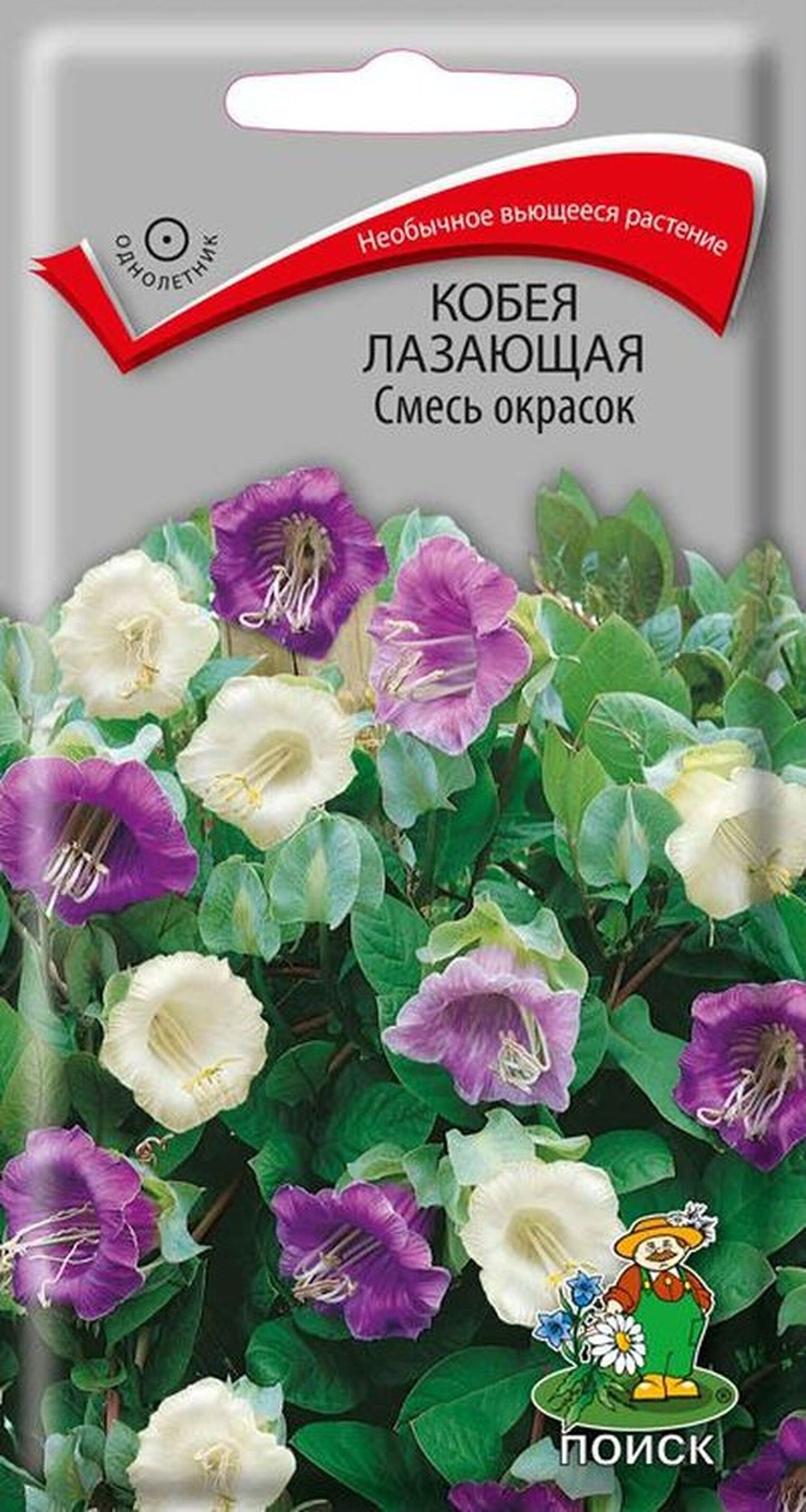 Изображение товара Семена Кобеи ПОИСК Смесь окрасок лазающие 5 х 5 шт для балконов и садов