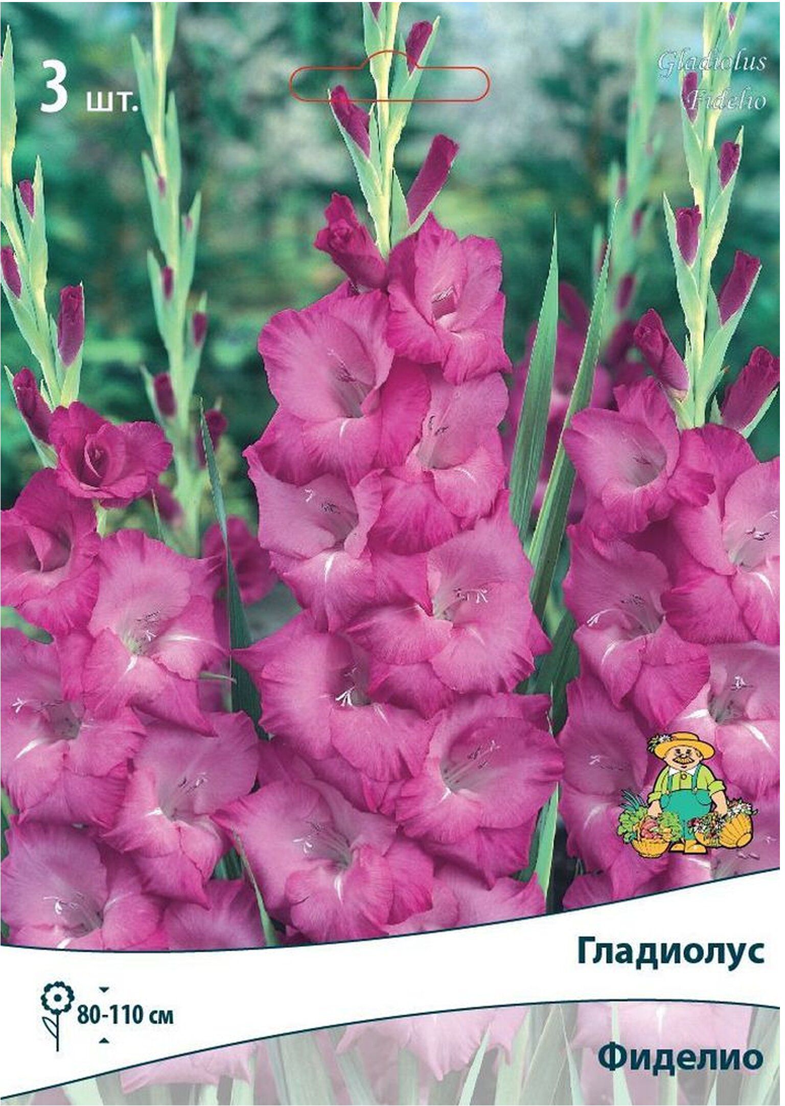 Изображение товара Луковицы Гладиолуса крупноцветкового ПОИСК Фиделио 3 x 1 шт