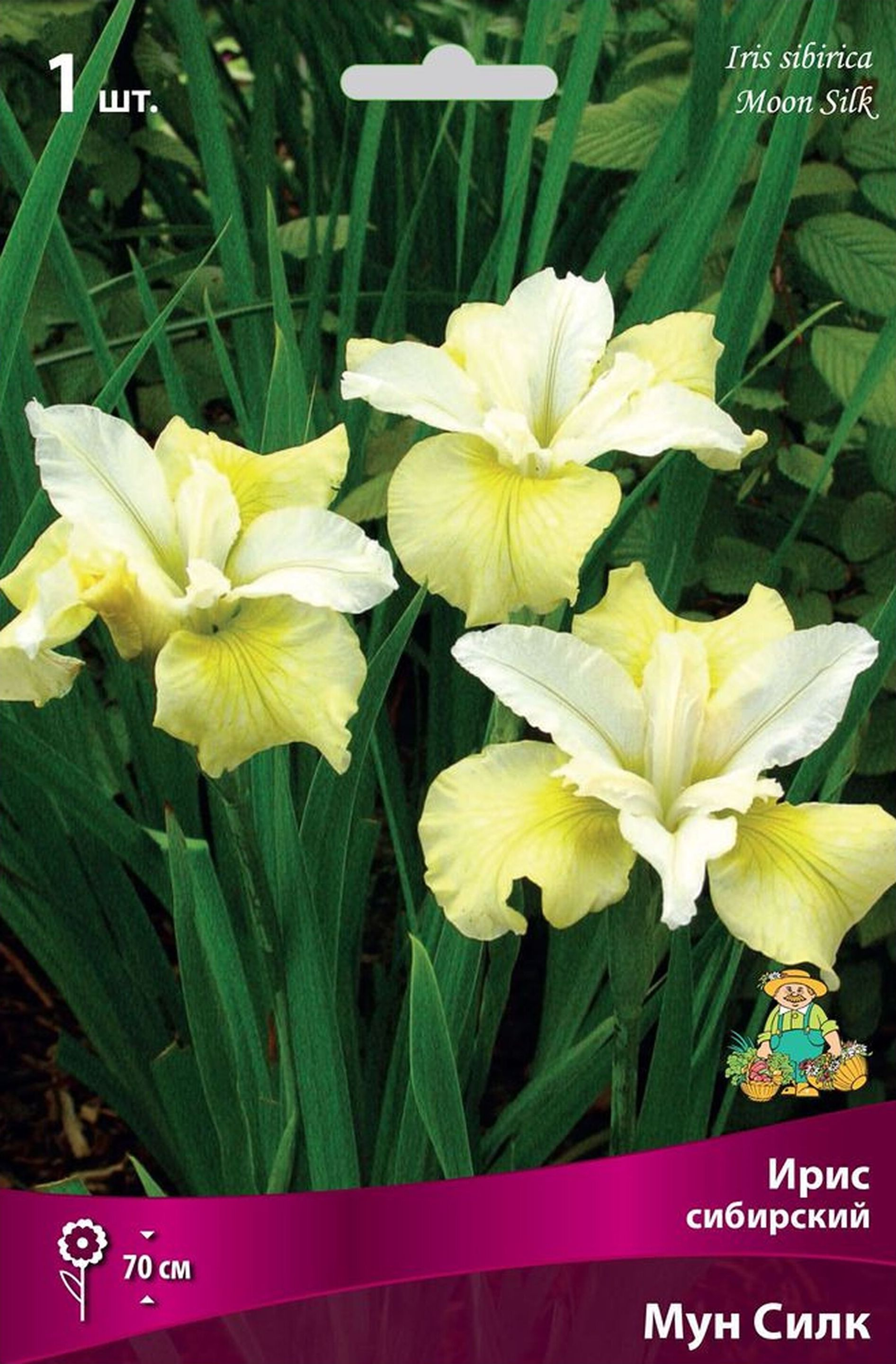 Изображение товара Корневище Ириса сибирского ПОИСК Мун Силк для открытого грунта