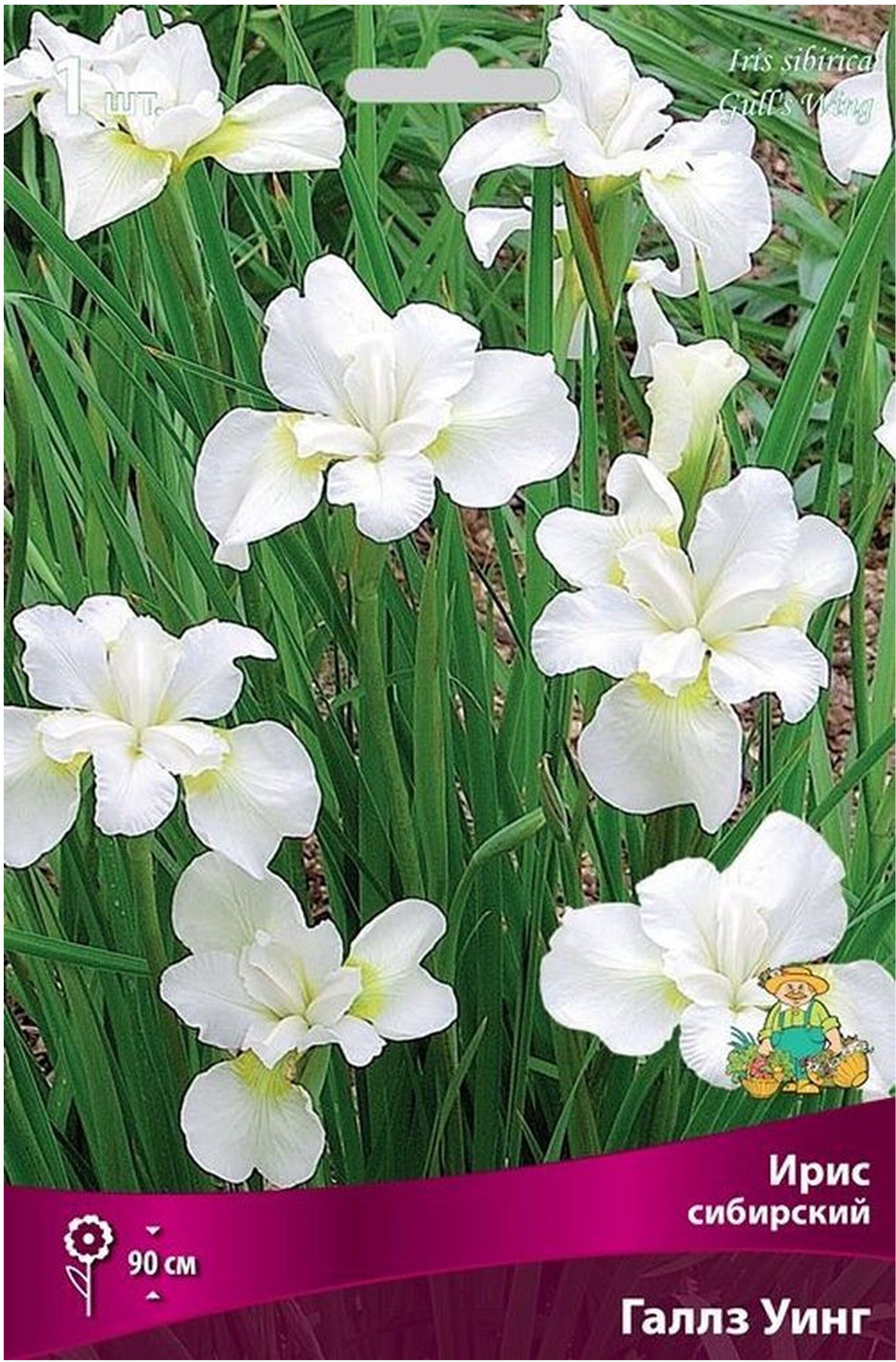 Изображение товара Корневище ириса Галлз Уинг белый с желтым центром 90 см