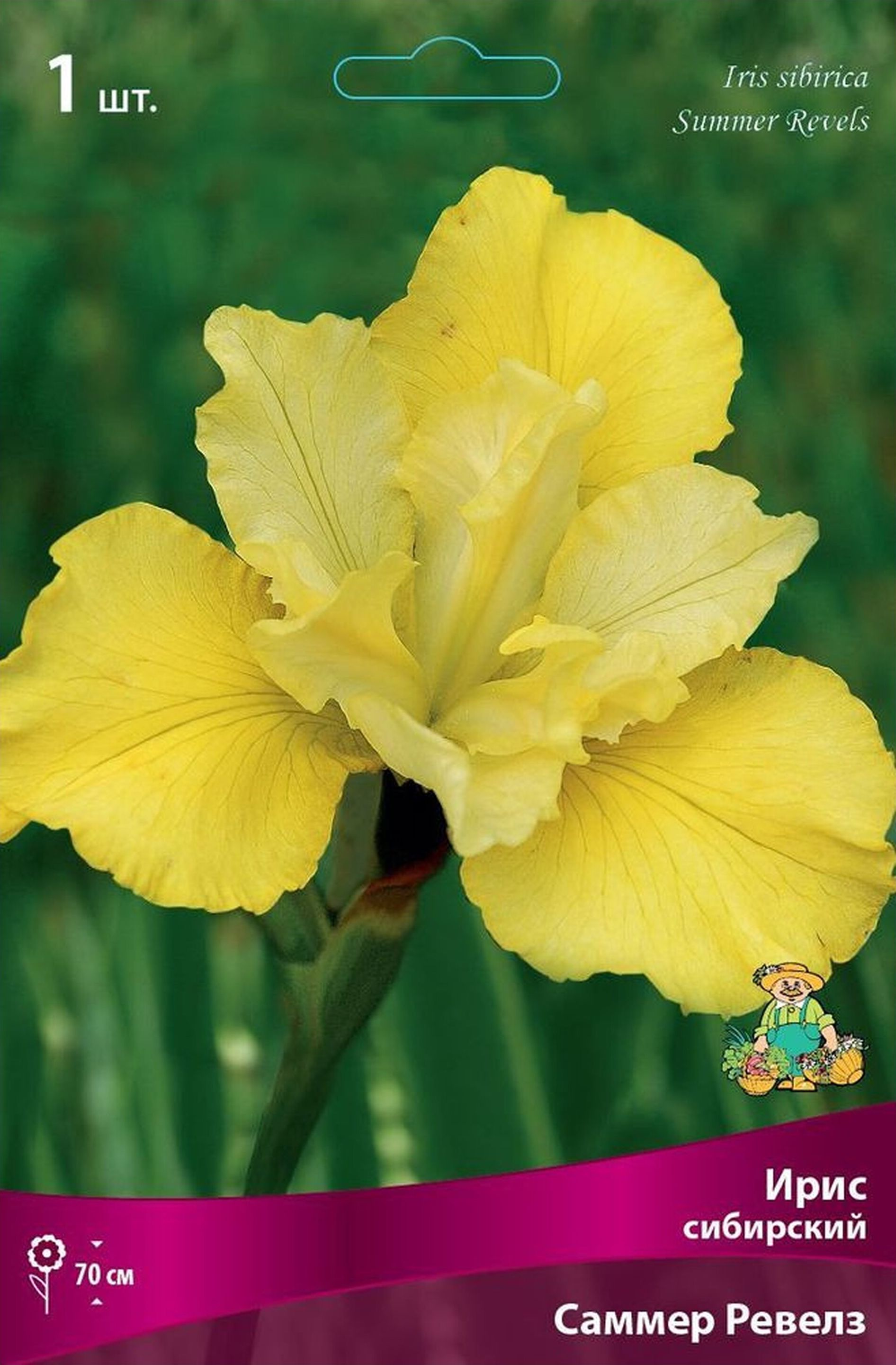 Изображение товара Корневище Ириса сибирского ПОИСК Саммер Ревелз