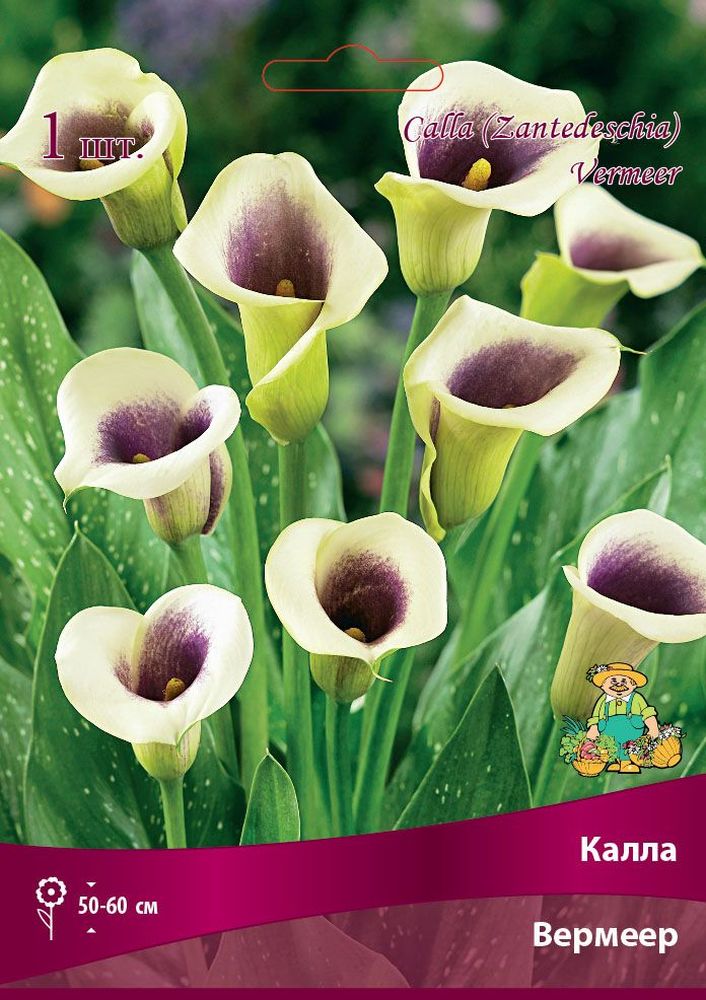 Изображение товара Луковицы Калла Поиск Вермеер 1 шт