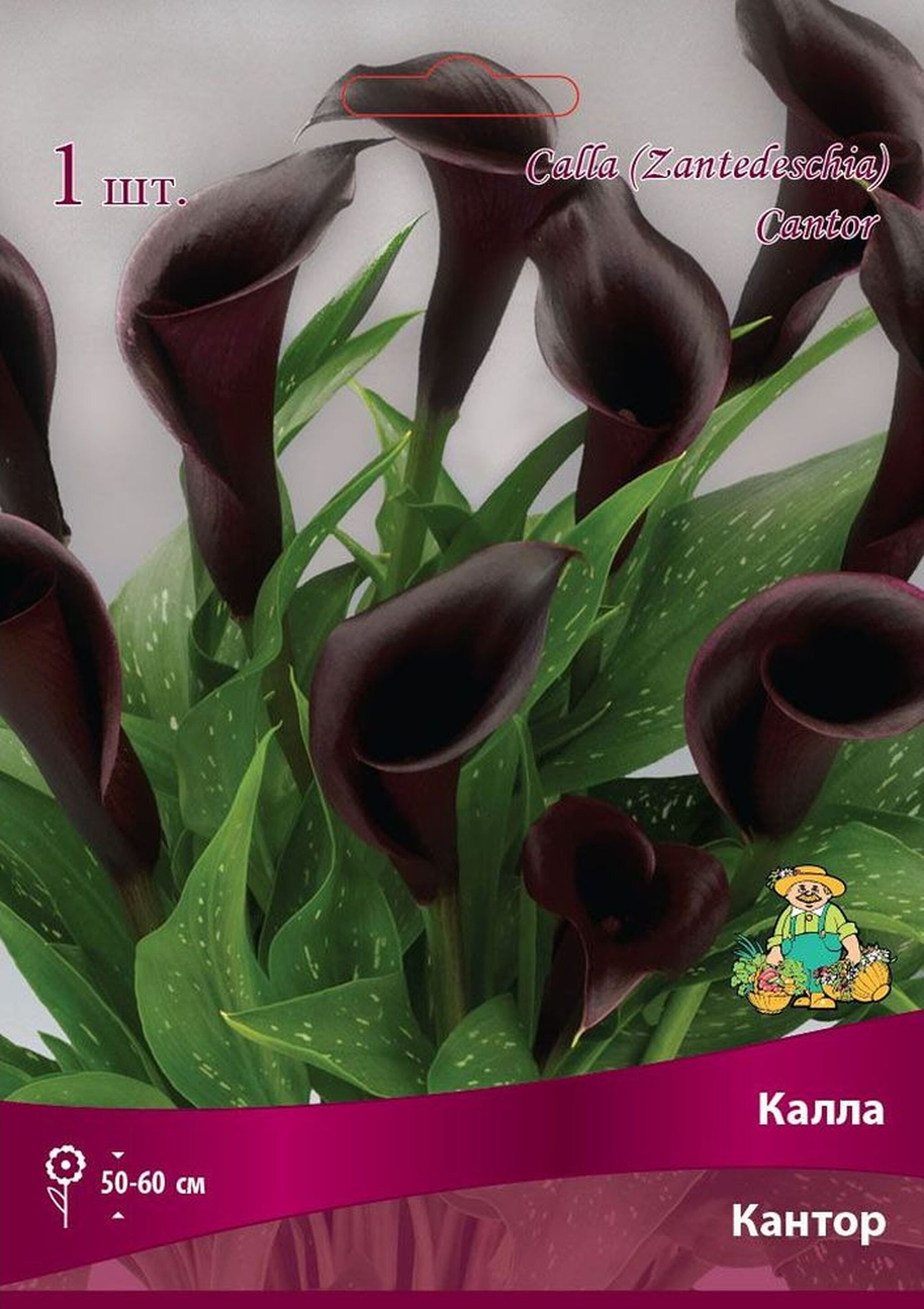Изображение товара Луковица каллы ПОИСК Кантор 1 шт